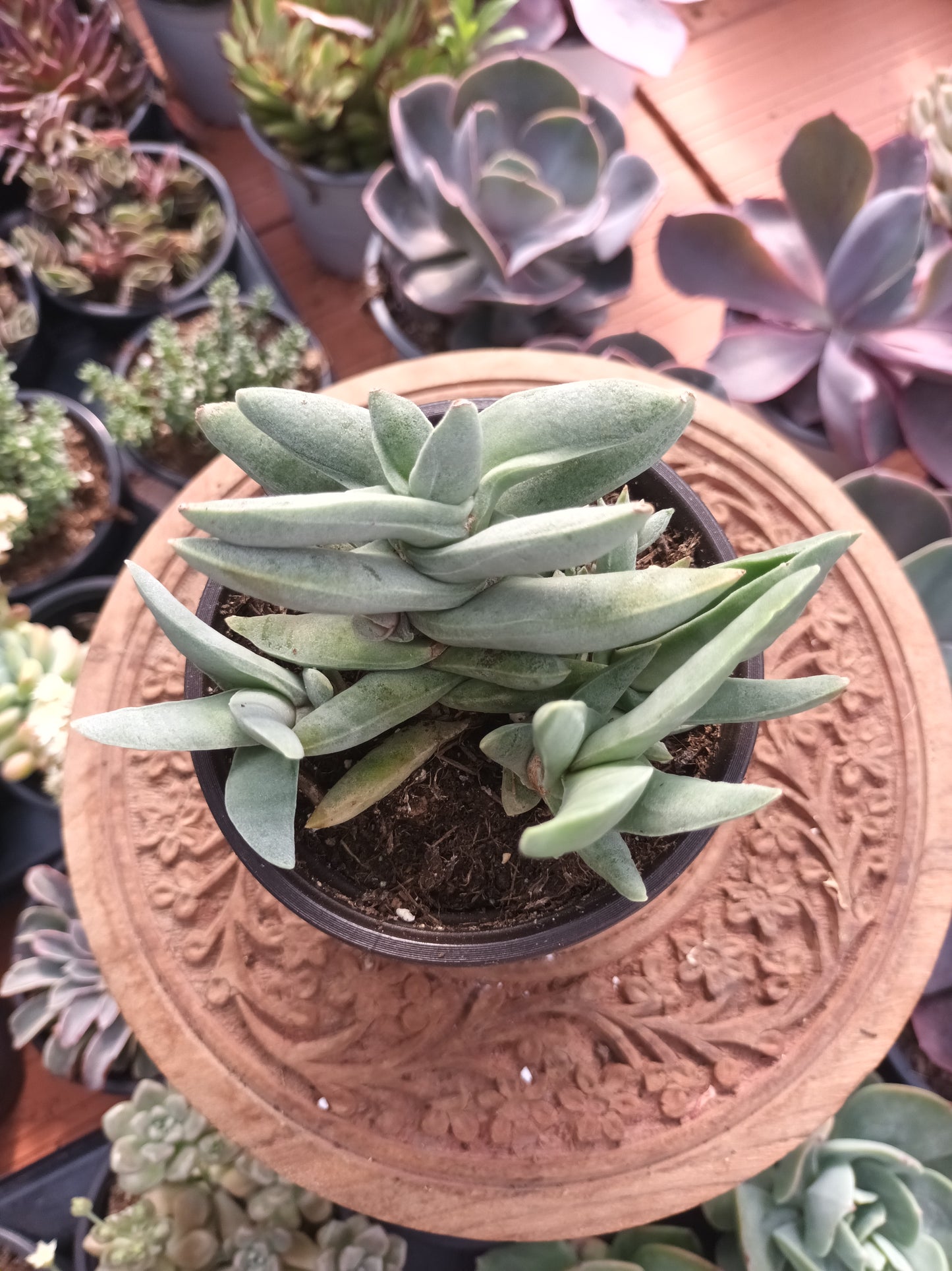 Crassula falcata minor
