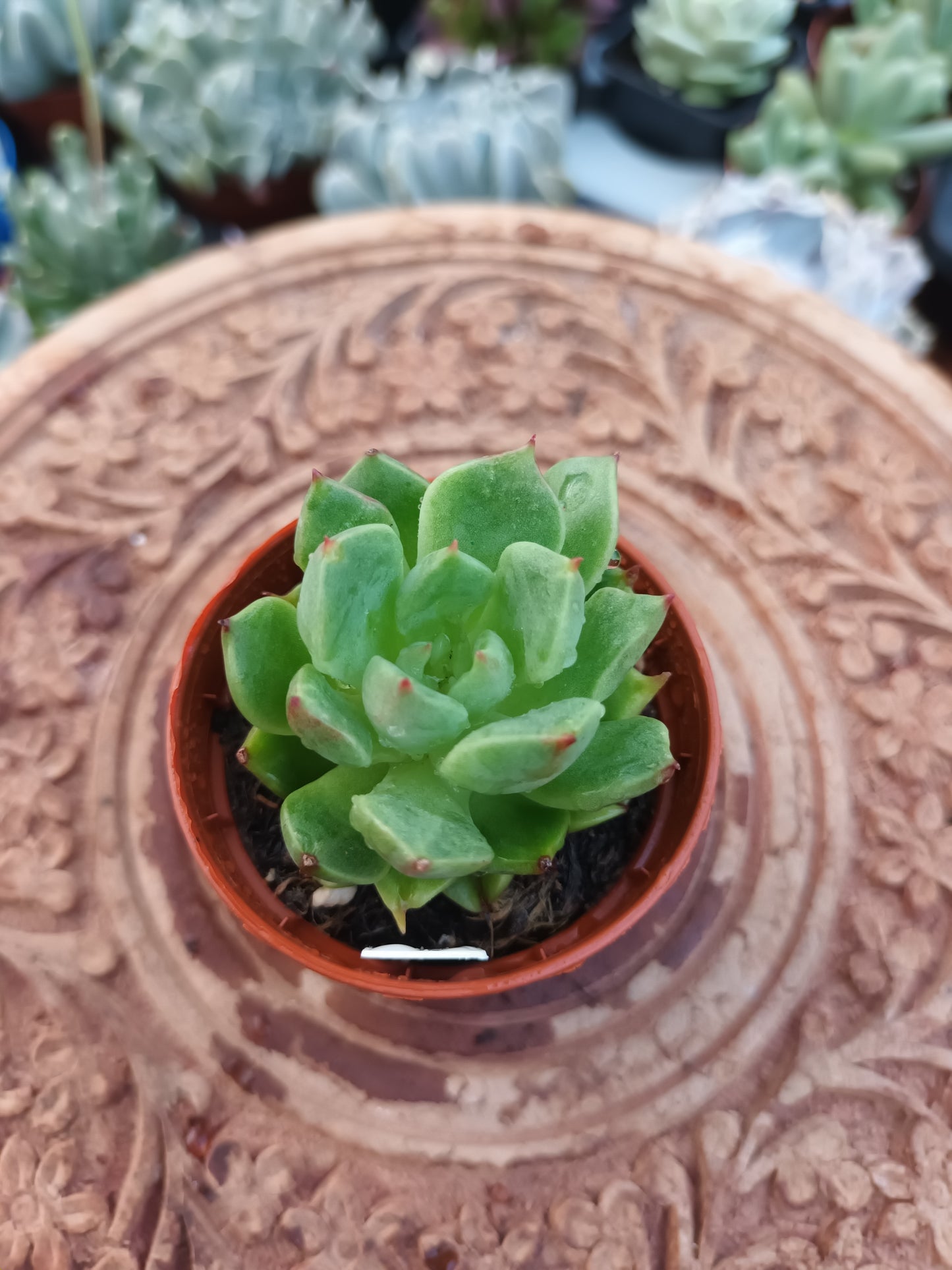 Echeveria Tesla