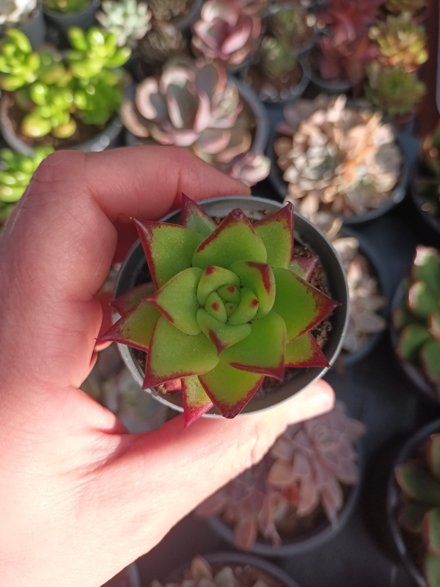Echeveria agavoides ebony