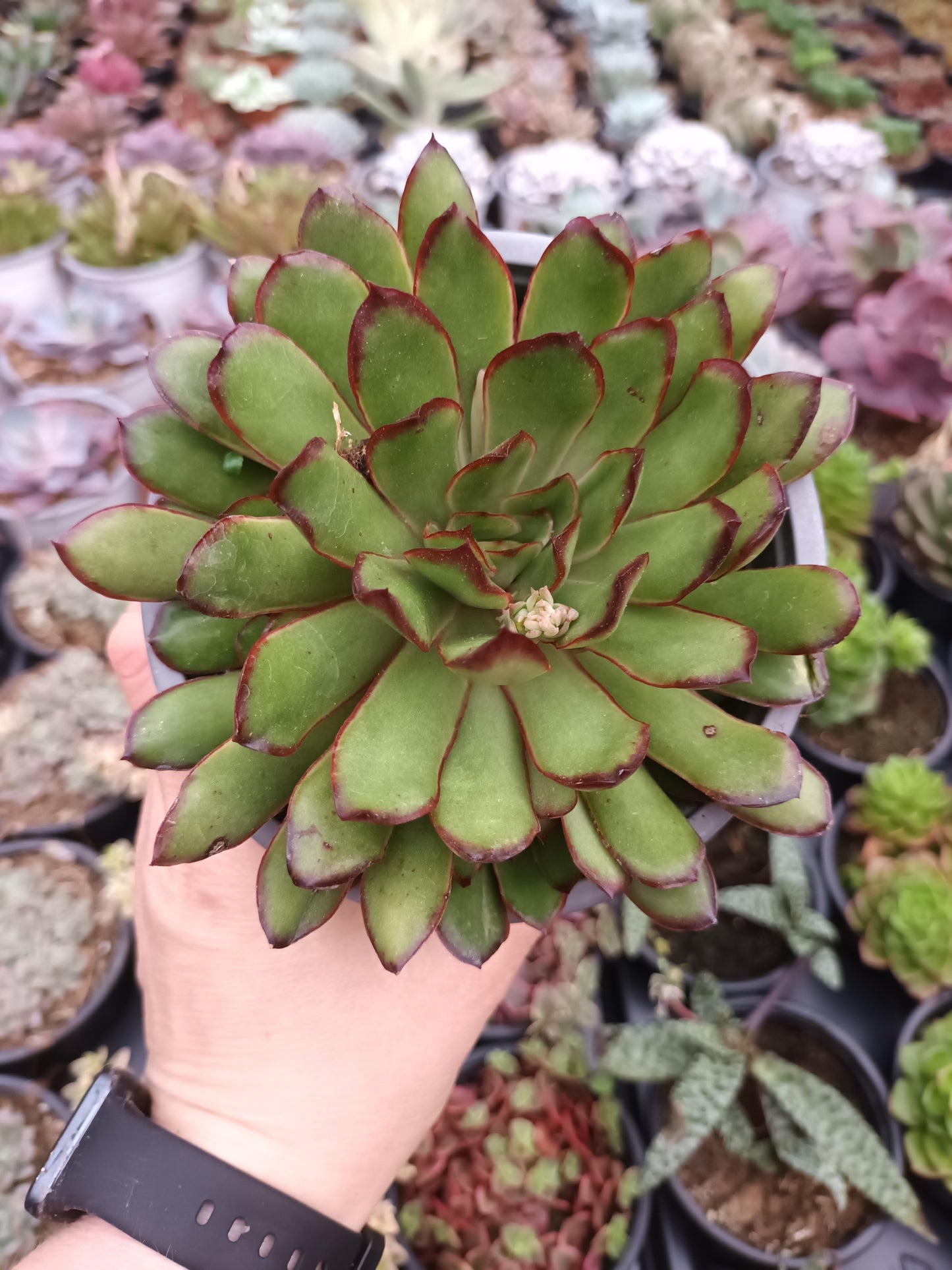 Echeveria pulidonis 'Magma Pearl'