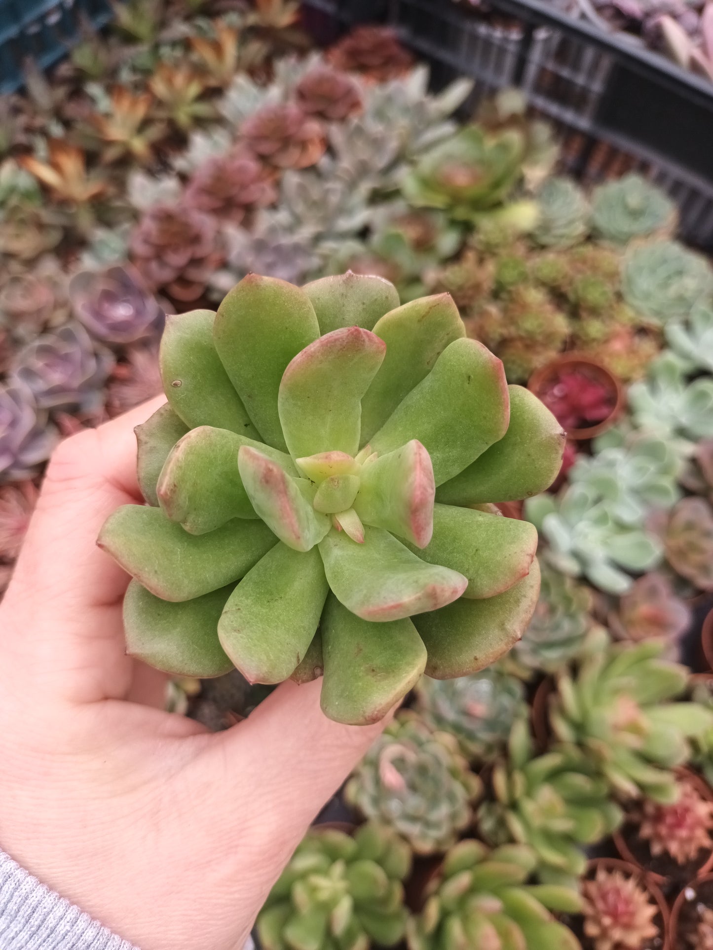 Echeveria tanguy