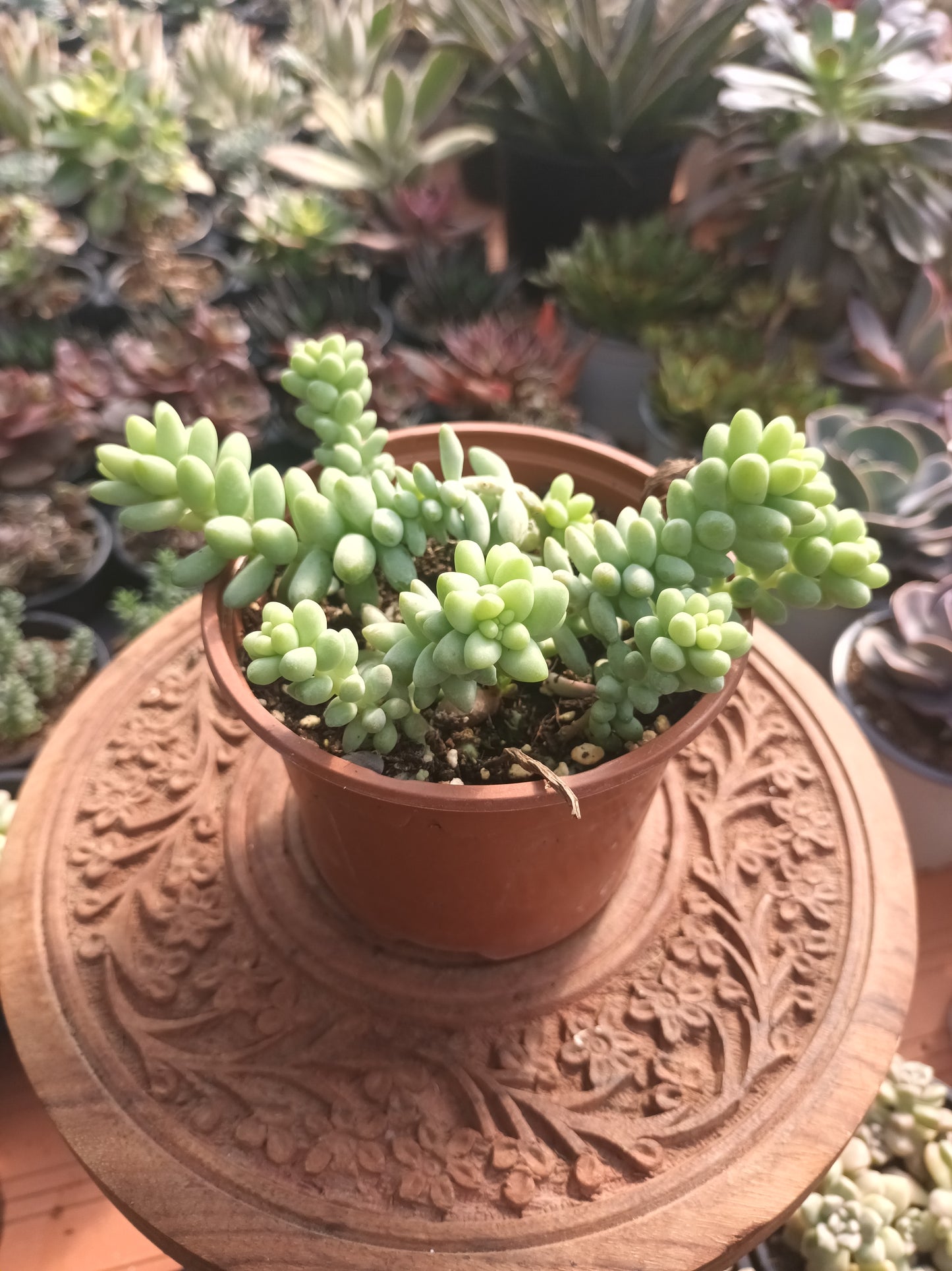 Sedum burrito