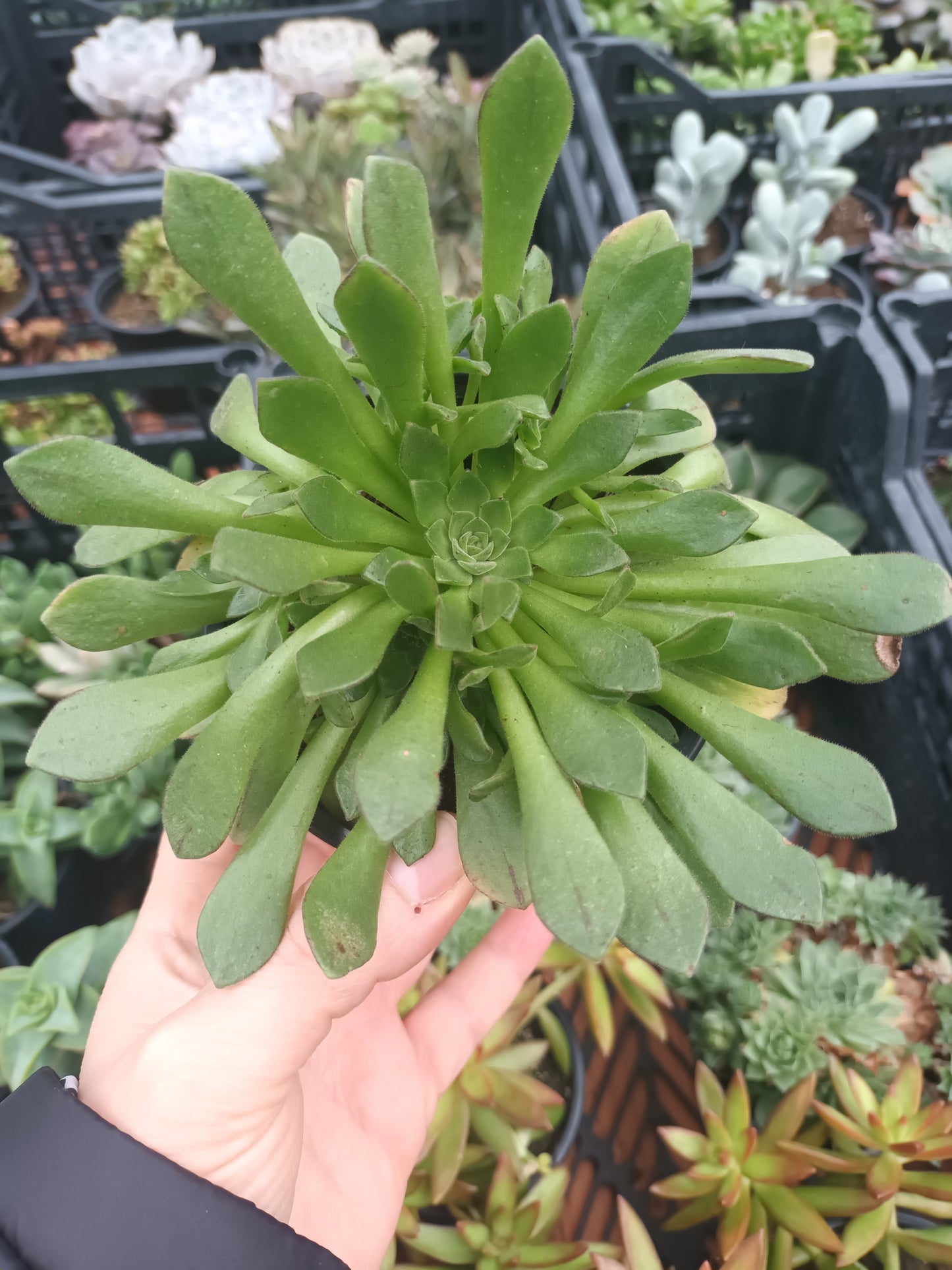 Aeonium Nogalesii Cupcake