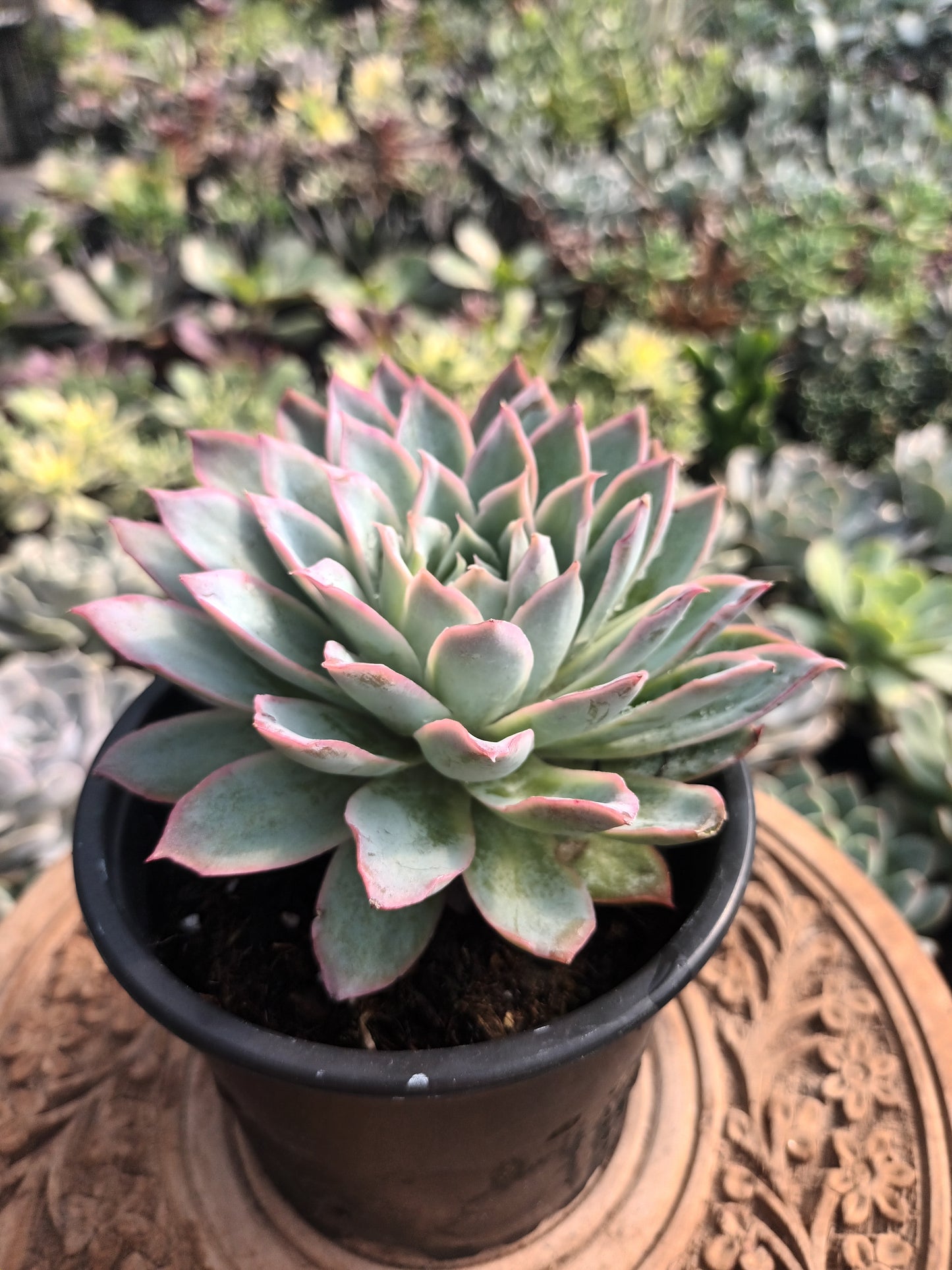 Echeveria 'Boeil Rose'