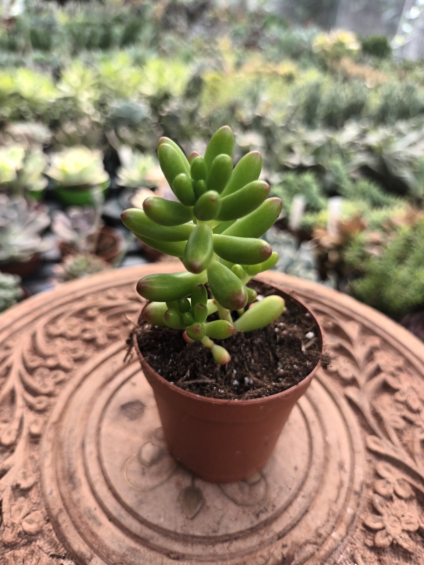 Sedum rubroticum