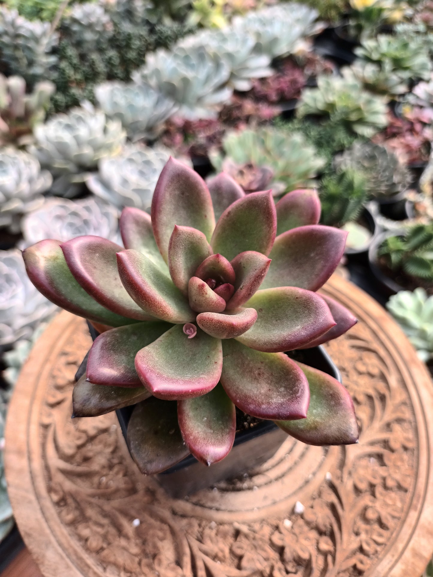 Echeveria 'Nike'