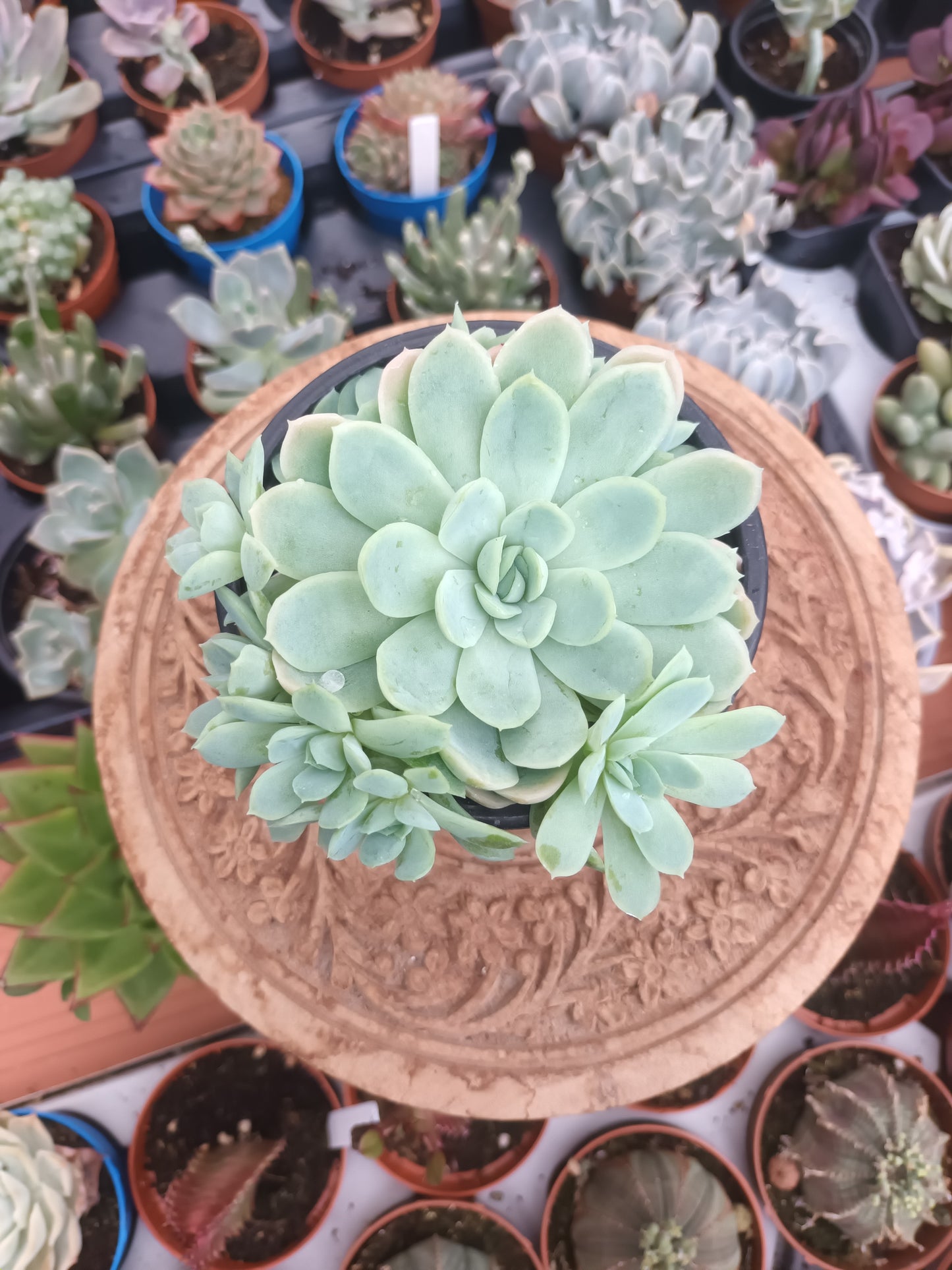 Echeveria Elegans