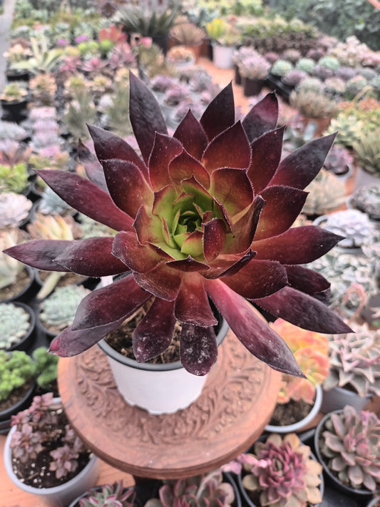 Aeonium  Black Magic