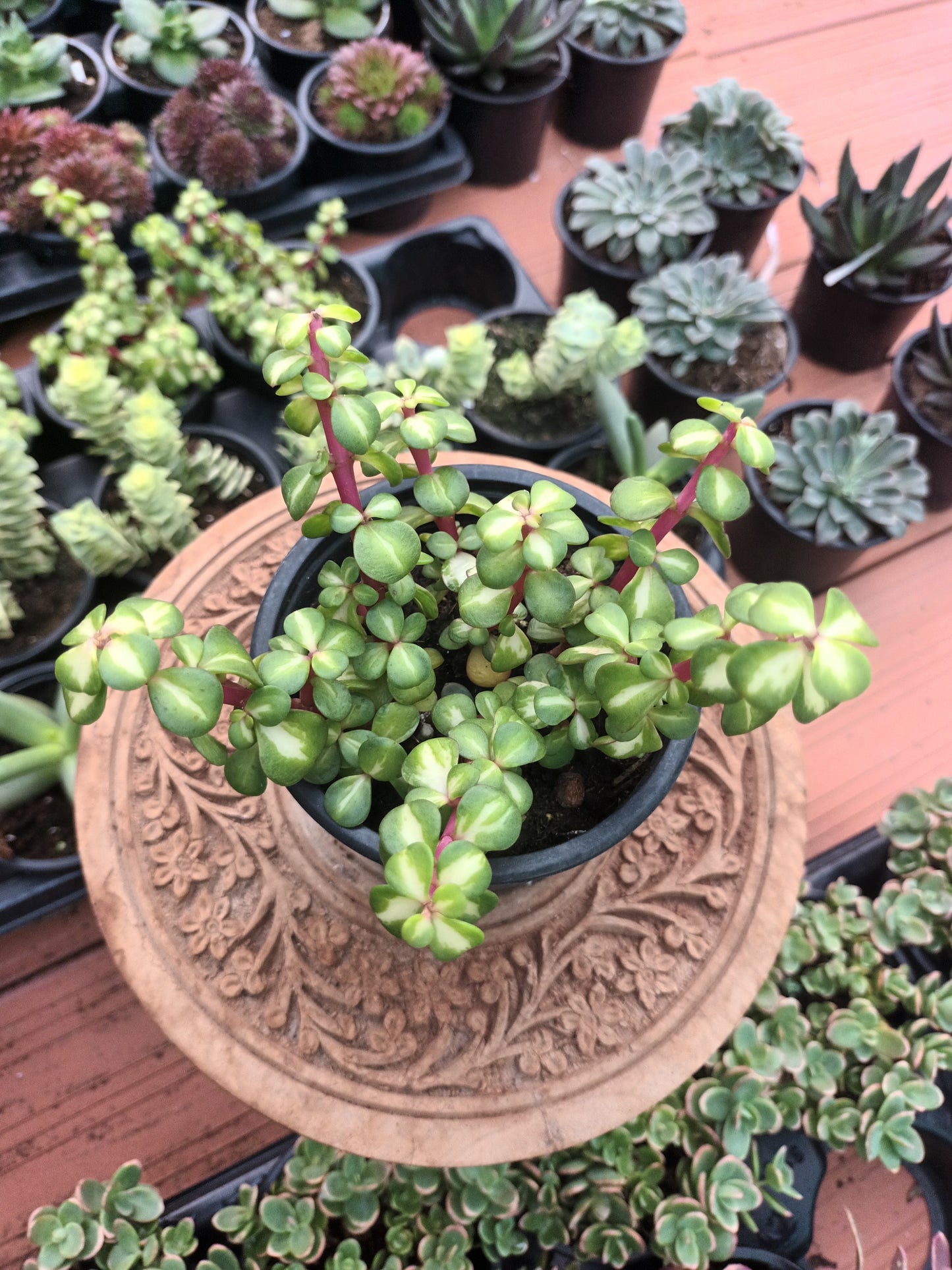 Portulacaria afra 'Mediopicta'