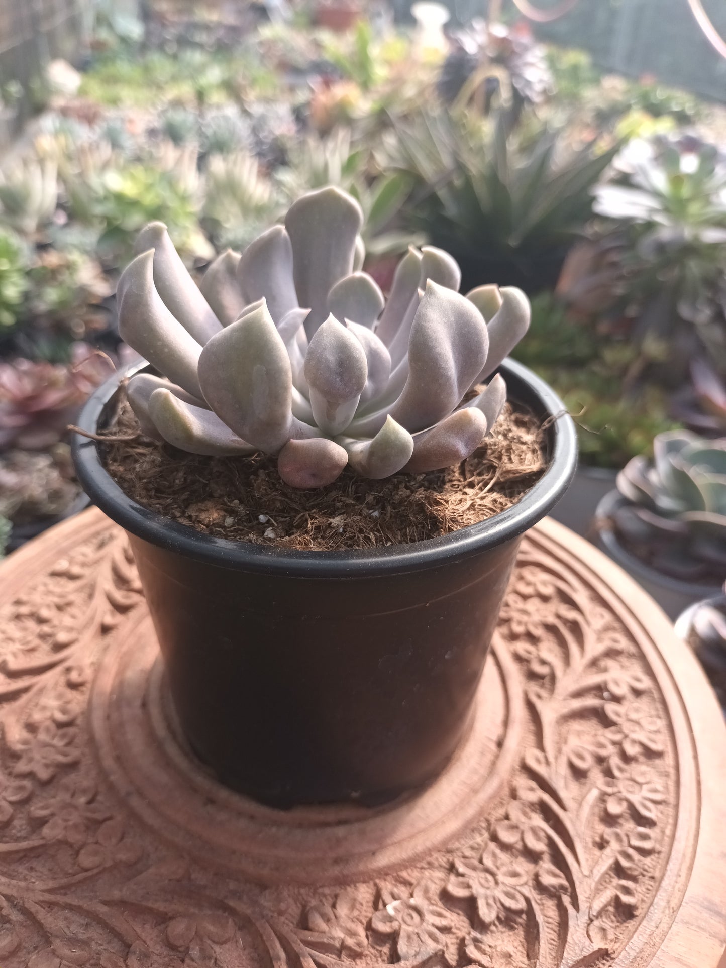 X Graptoveria 'Cupido'
