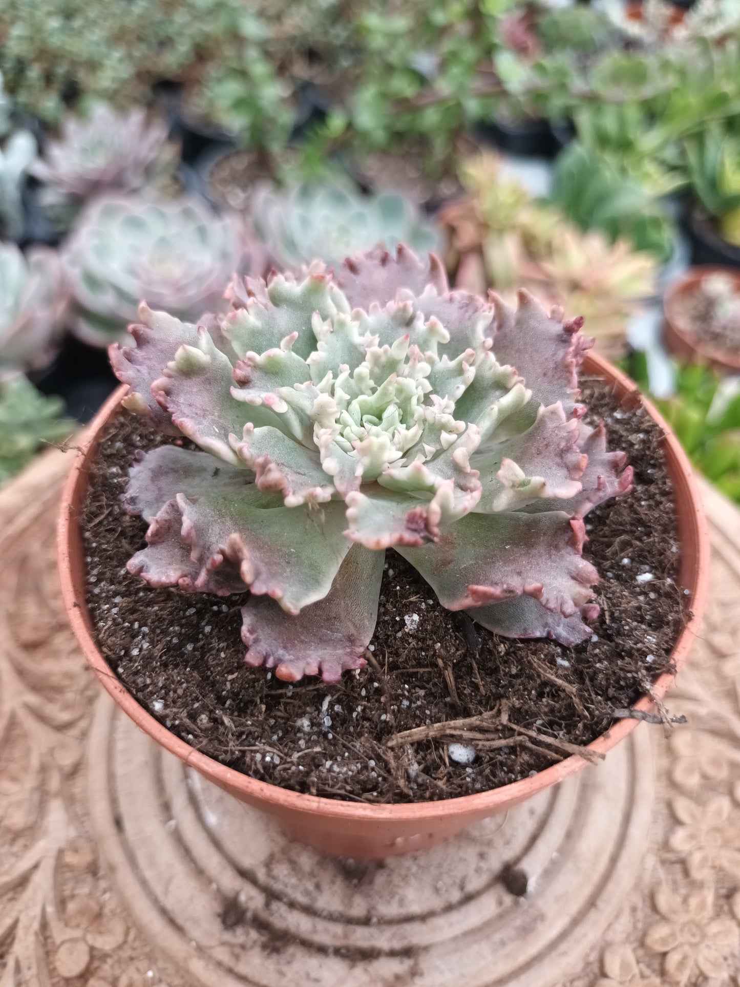 Graptoveria 'starfire'