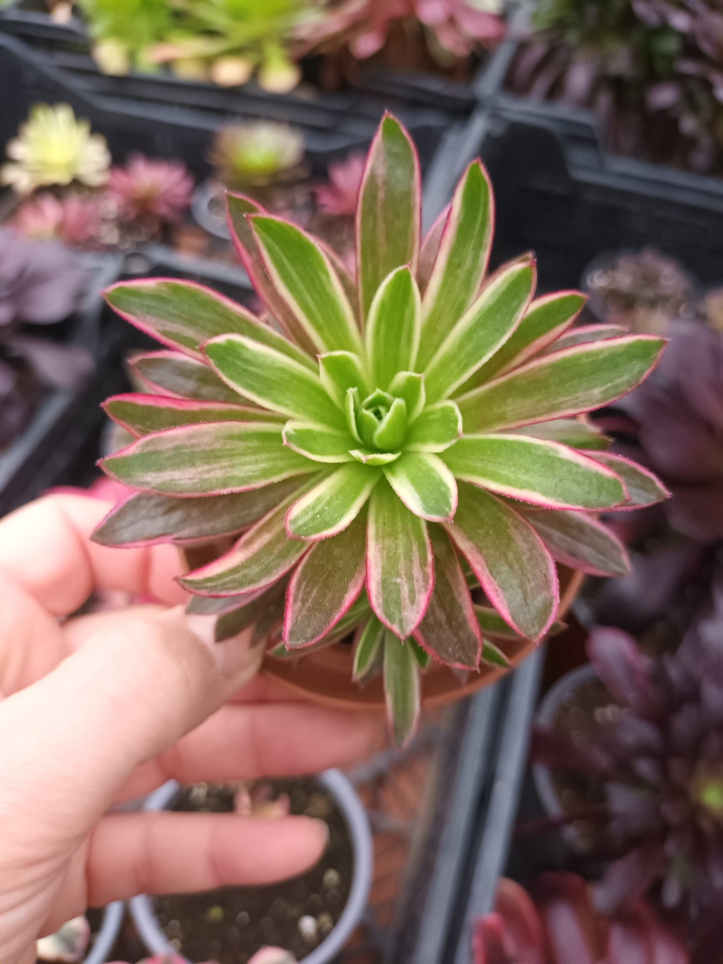 Aeonium Firecraker variegata