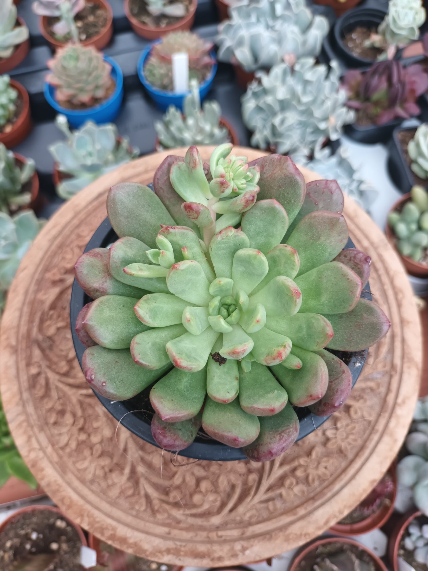 Graptoveria bashful