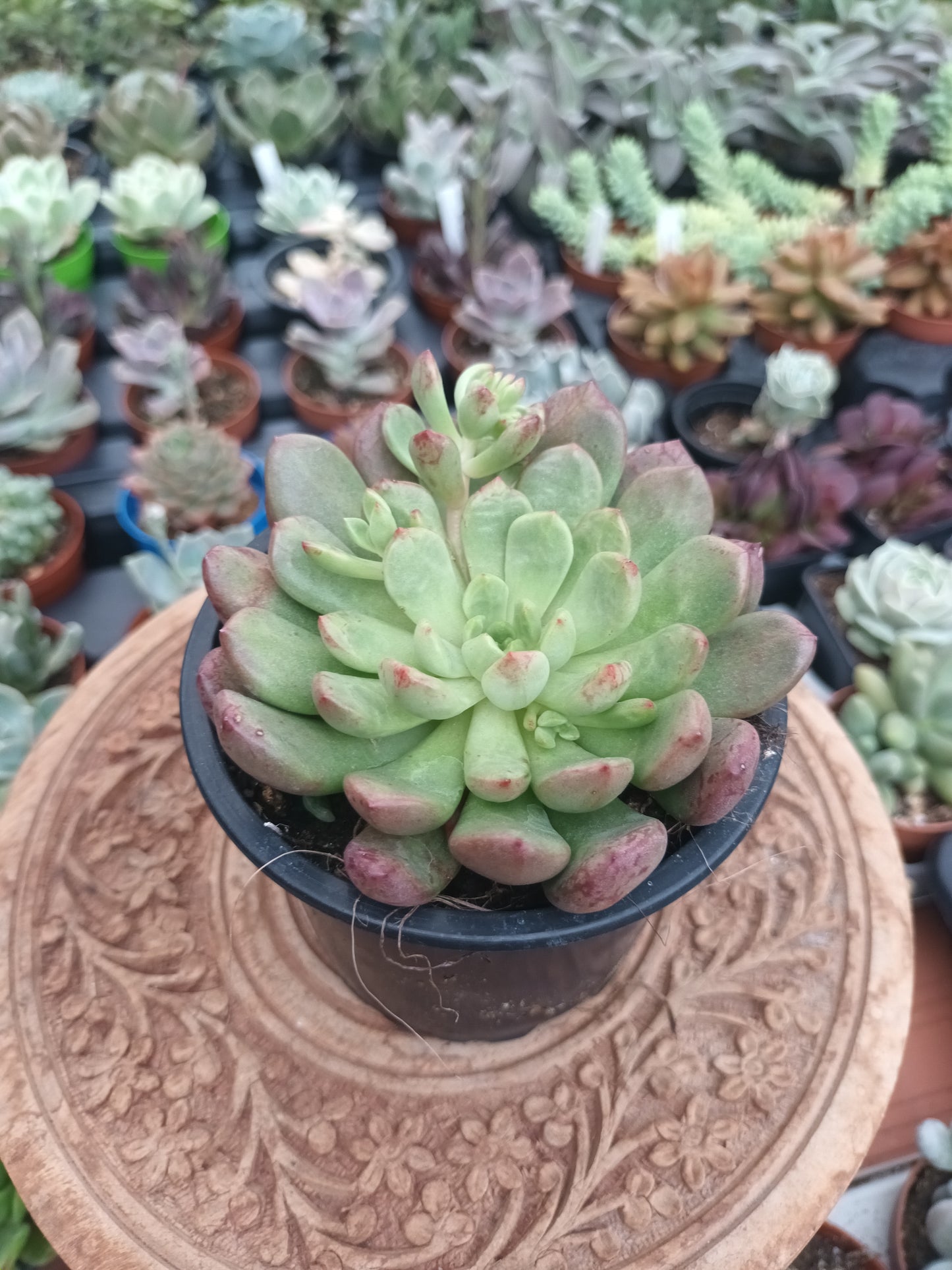 Graptoveria bashful