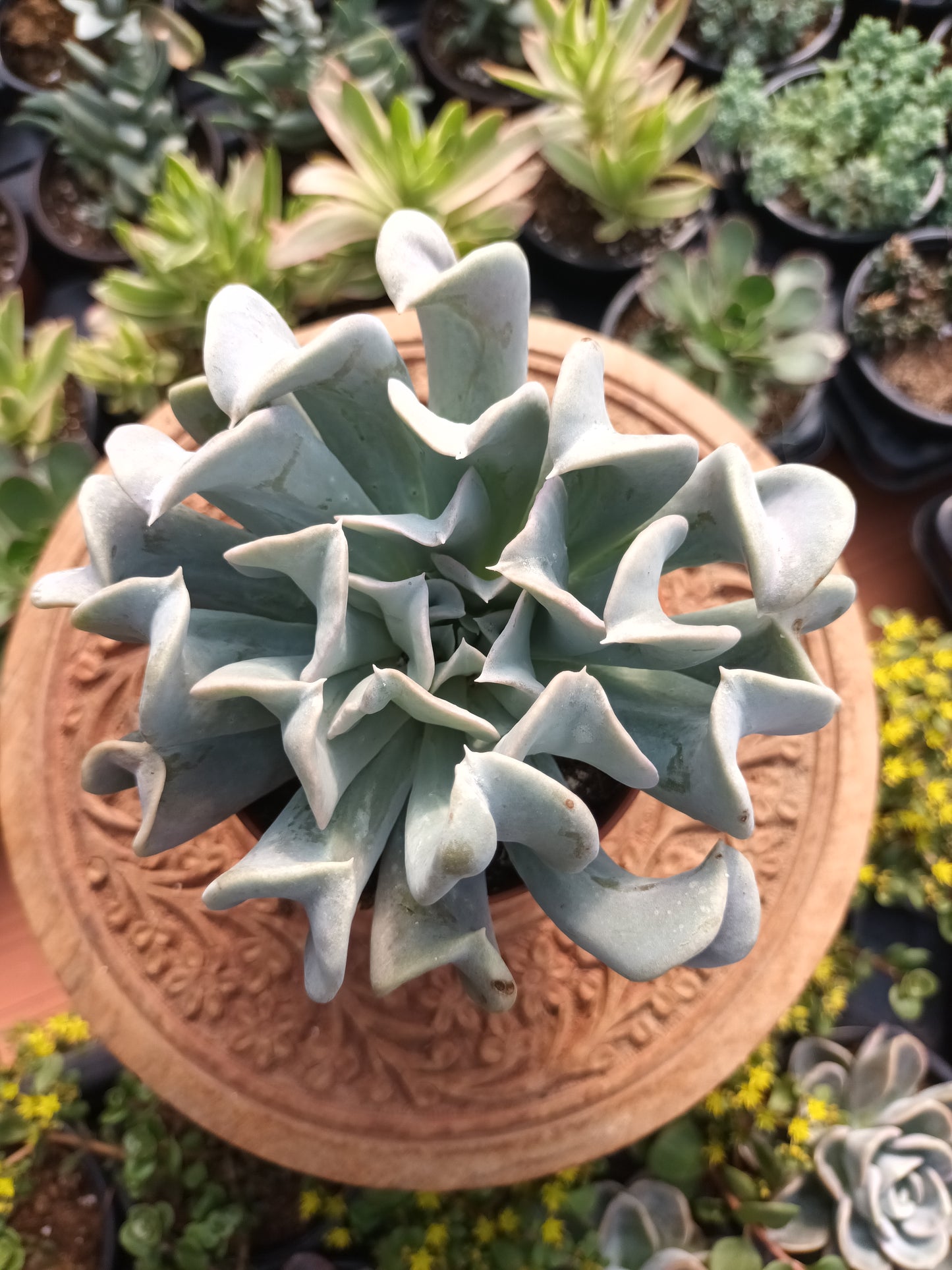 Echeveria runyonii Topsy Turvy
