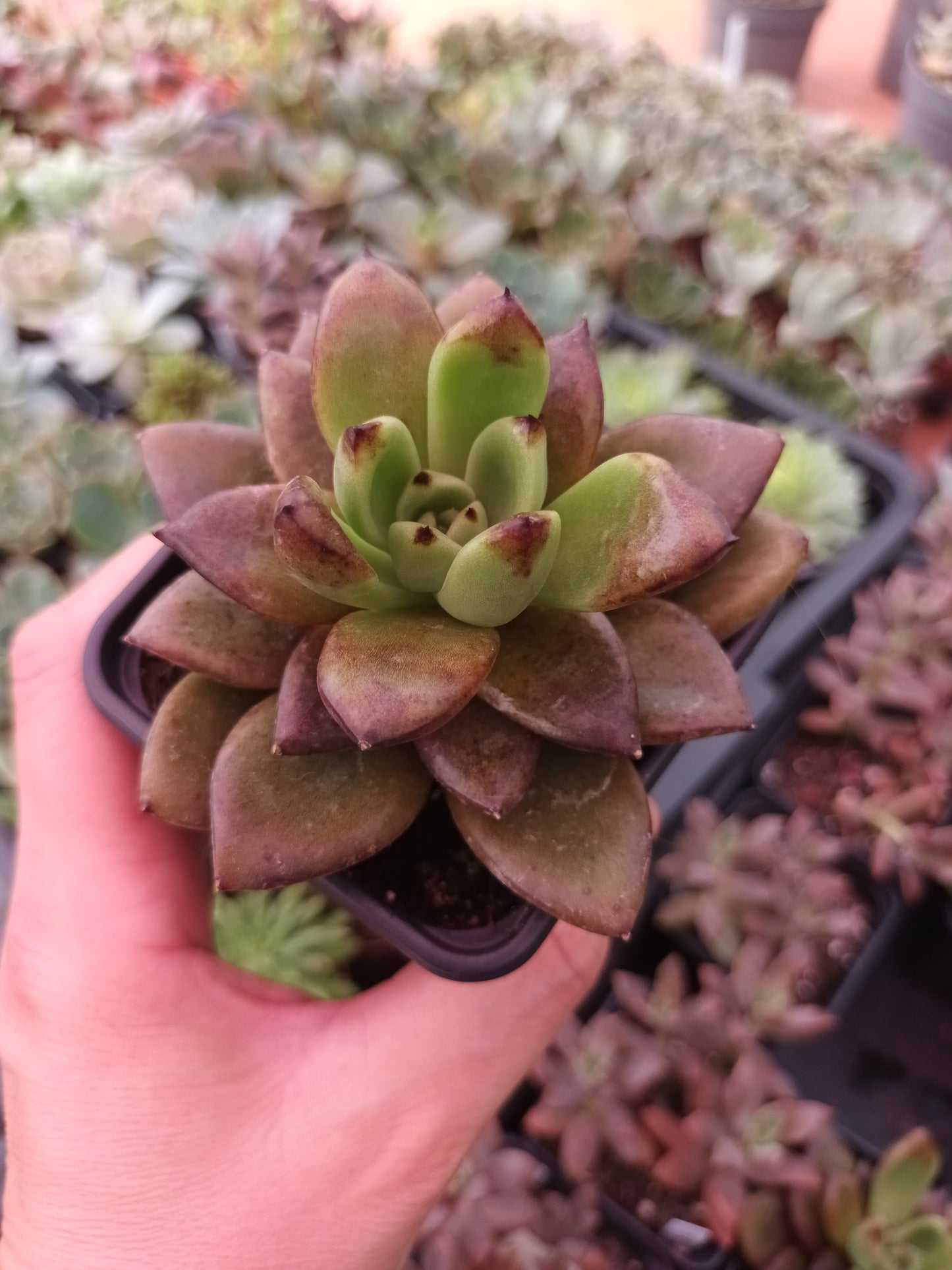 Echeveria 'Nike'