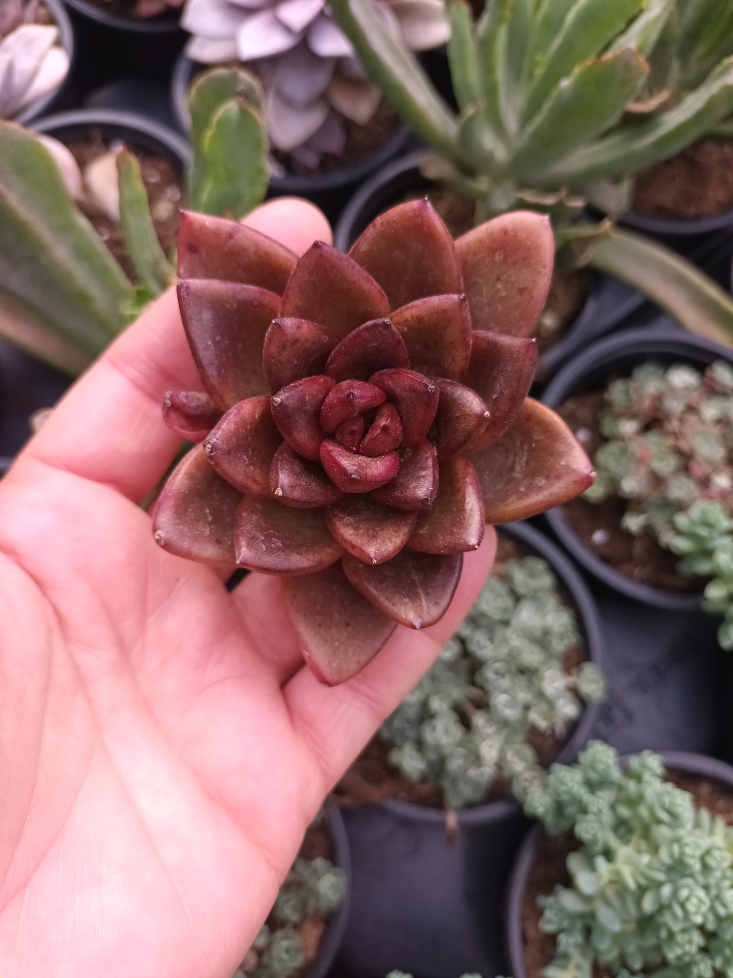 Echeveria 'Nike'