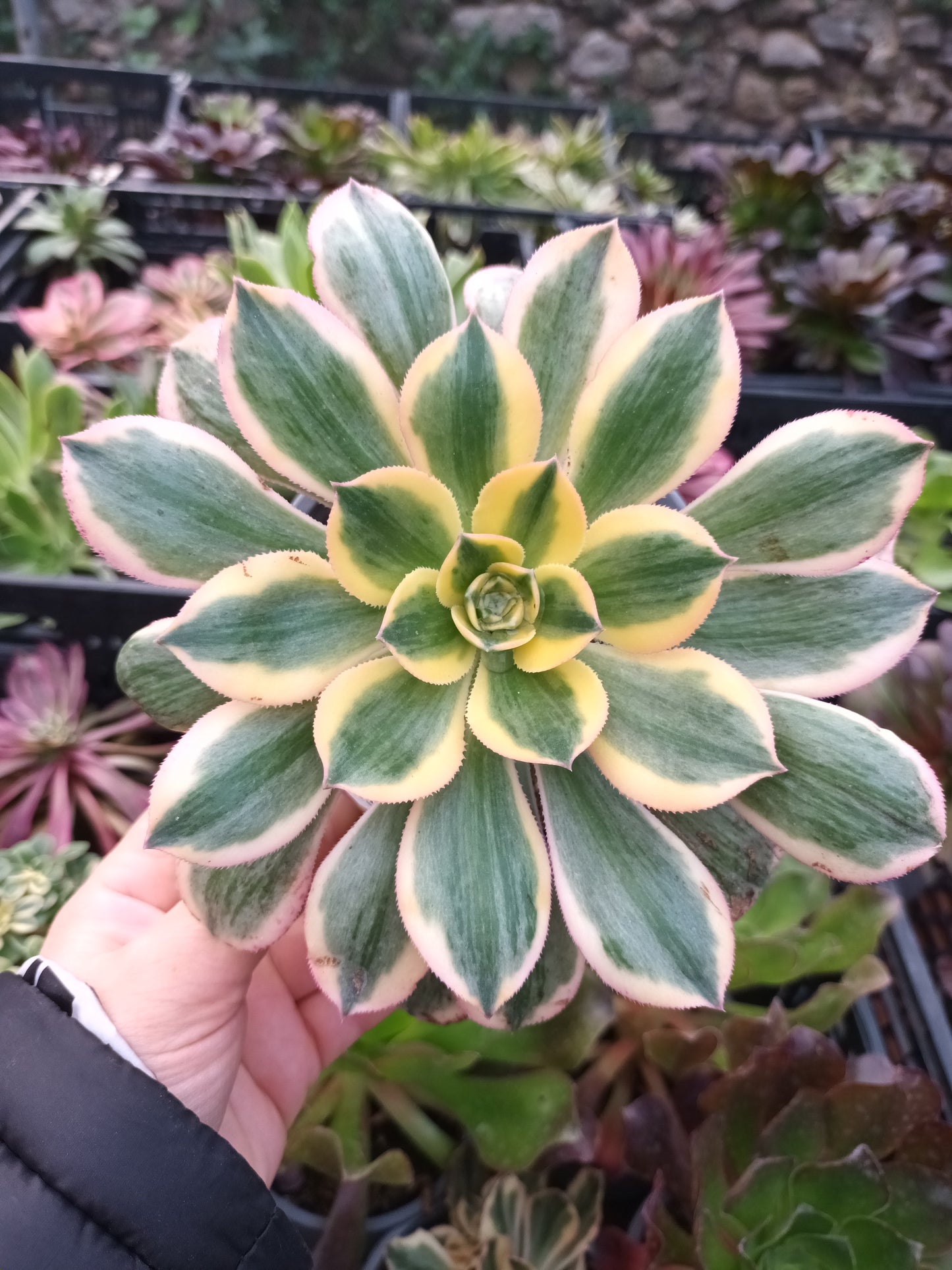 Aeonium Sunburst