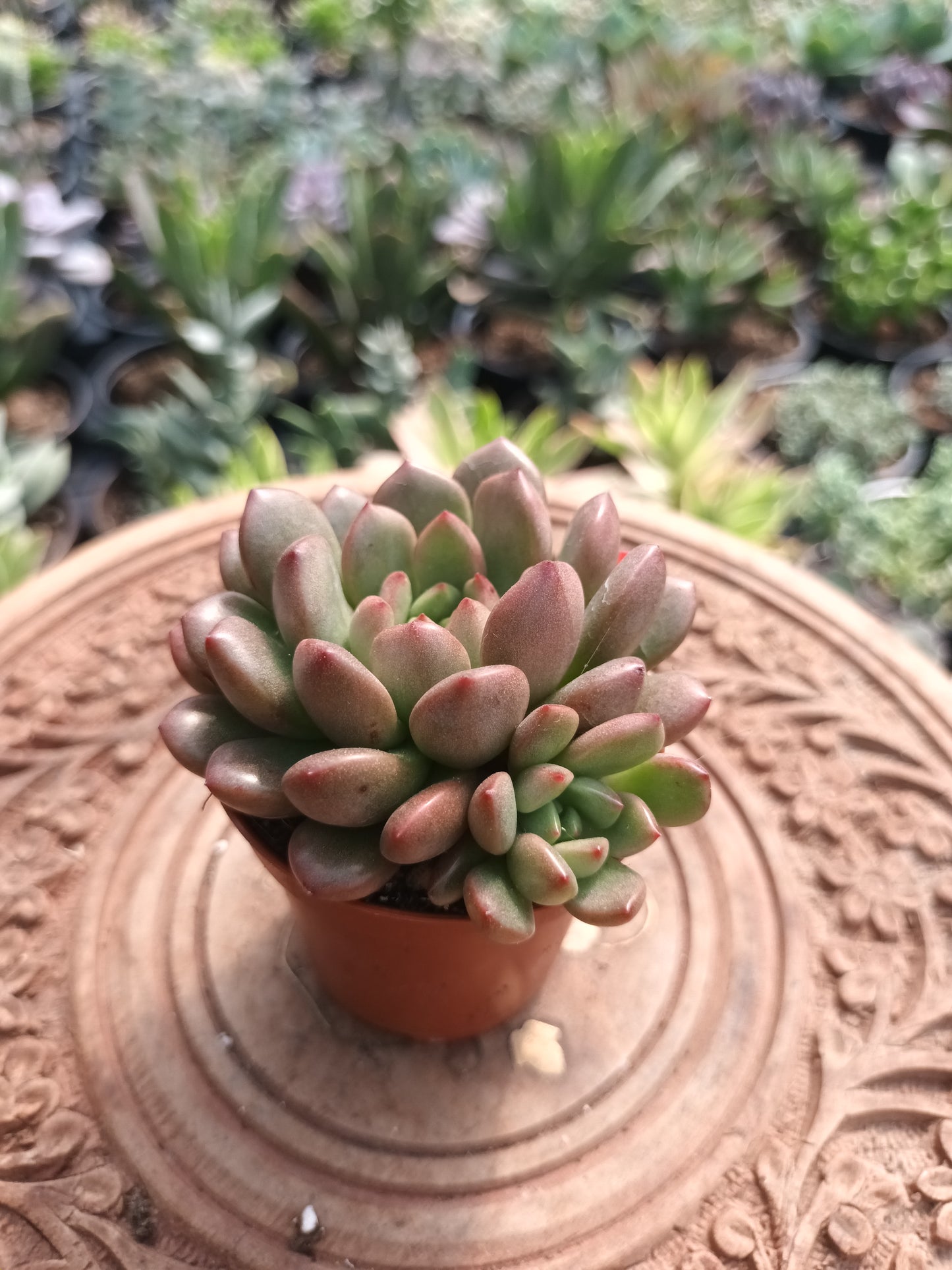 Echeveria vienna