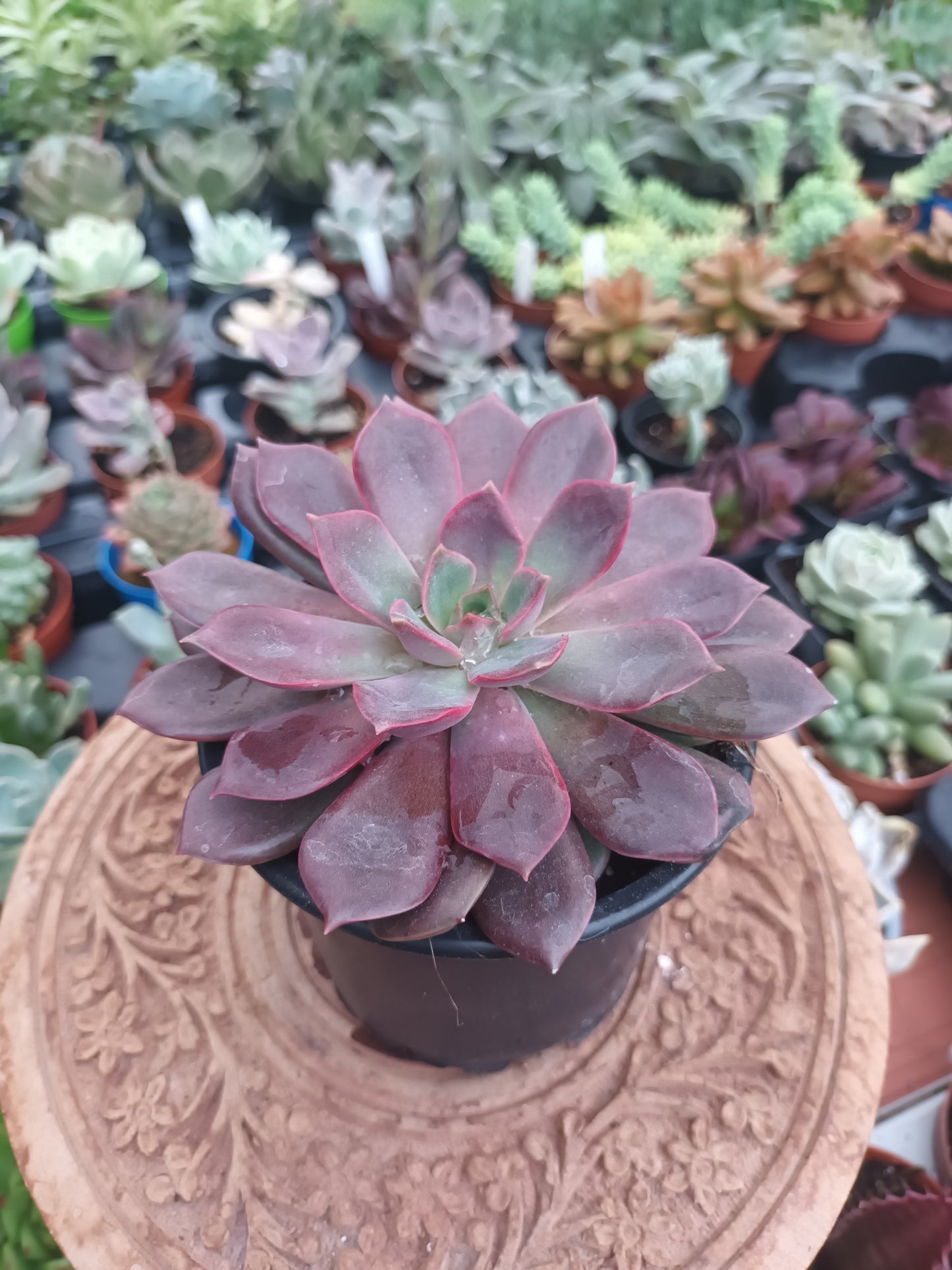Echeveria Mina Rubra
