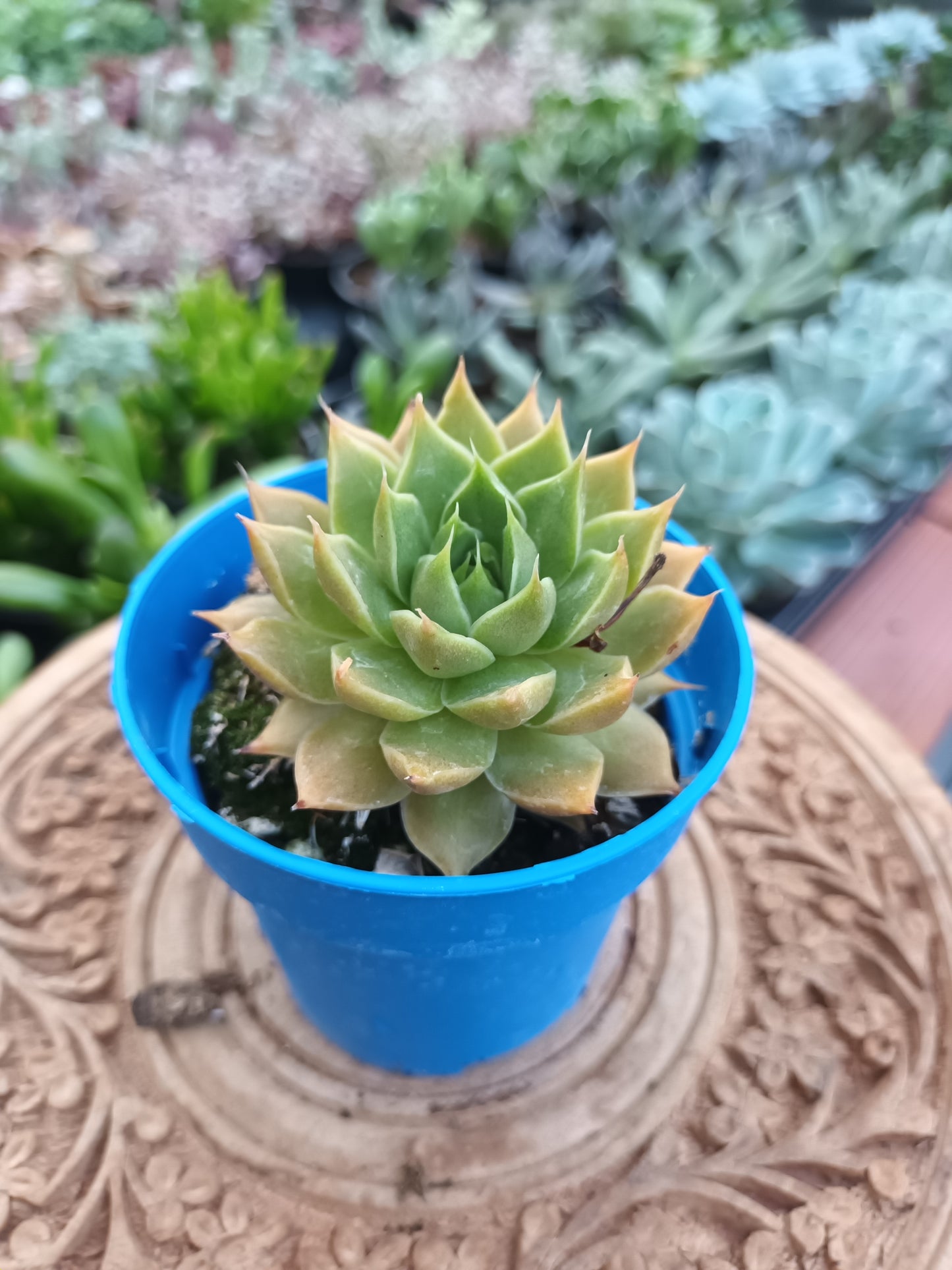 Graptoveria x filiferum hybrid 2