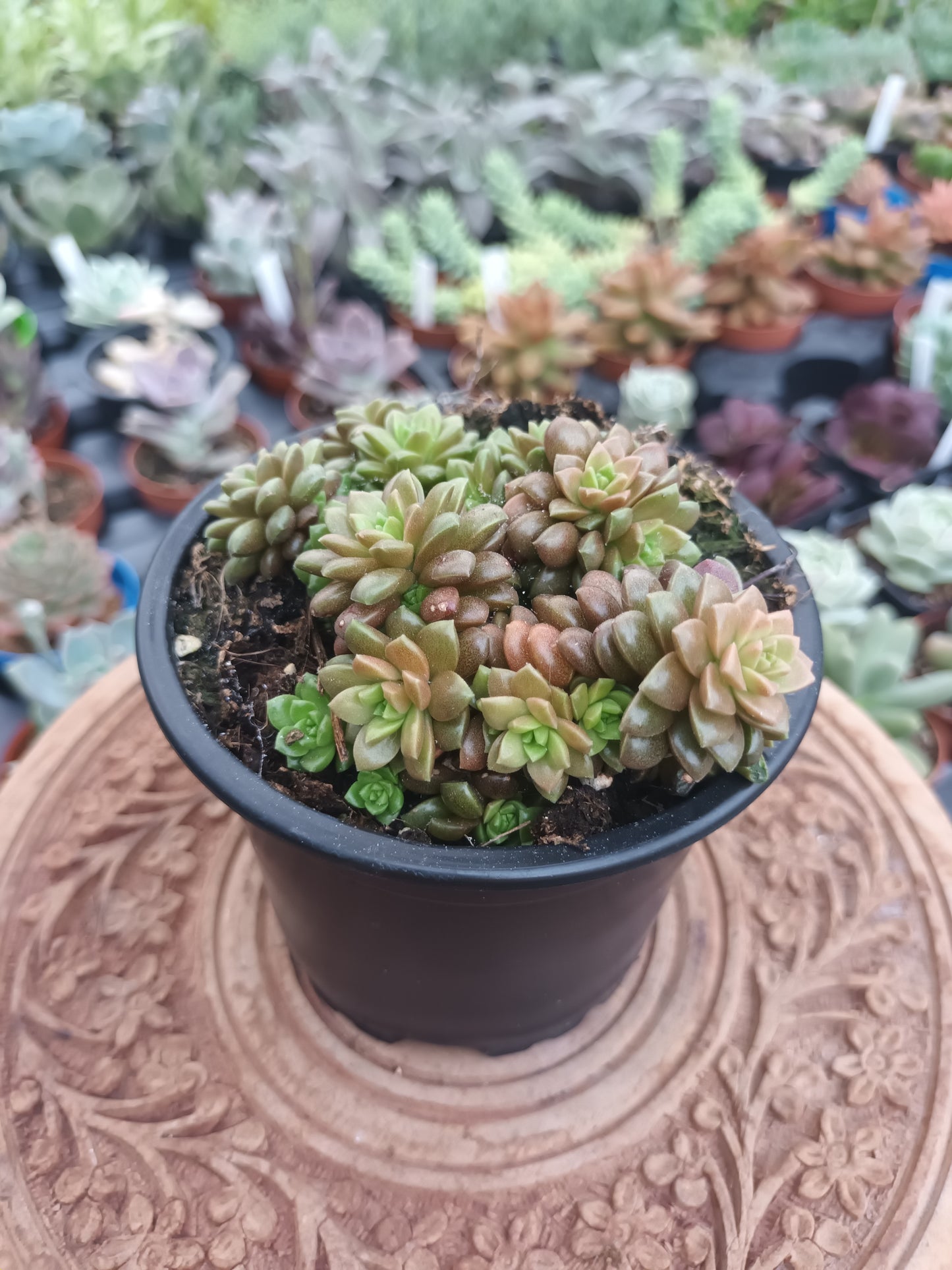 Cremnosedum Little Gem