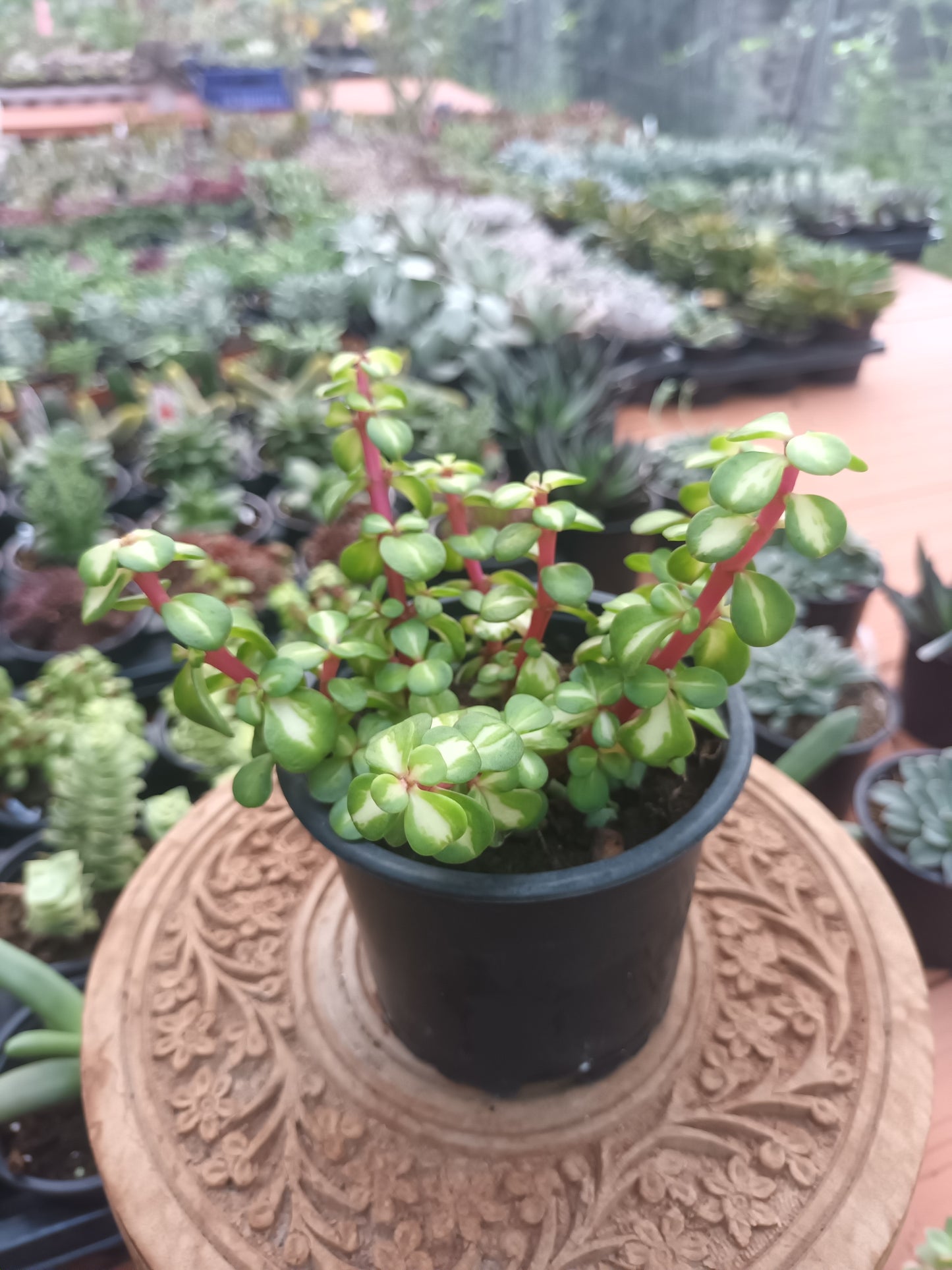 Portulacaria afra 'Mediopicta'