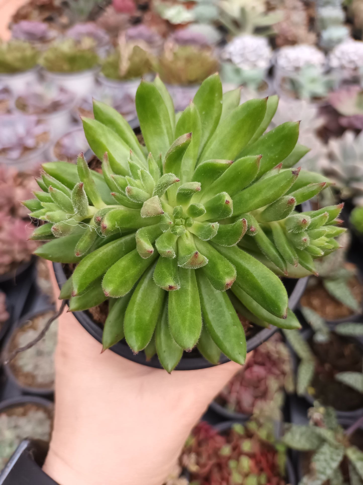 Echeveria Spruce Oliver