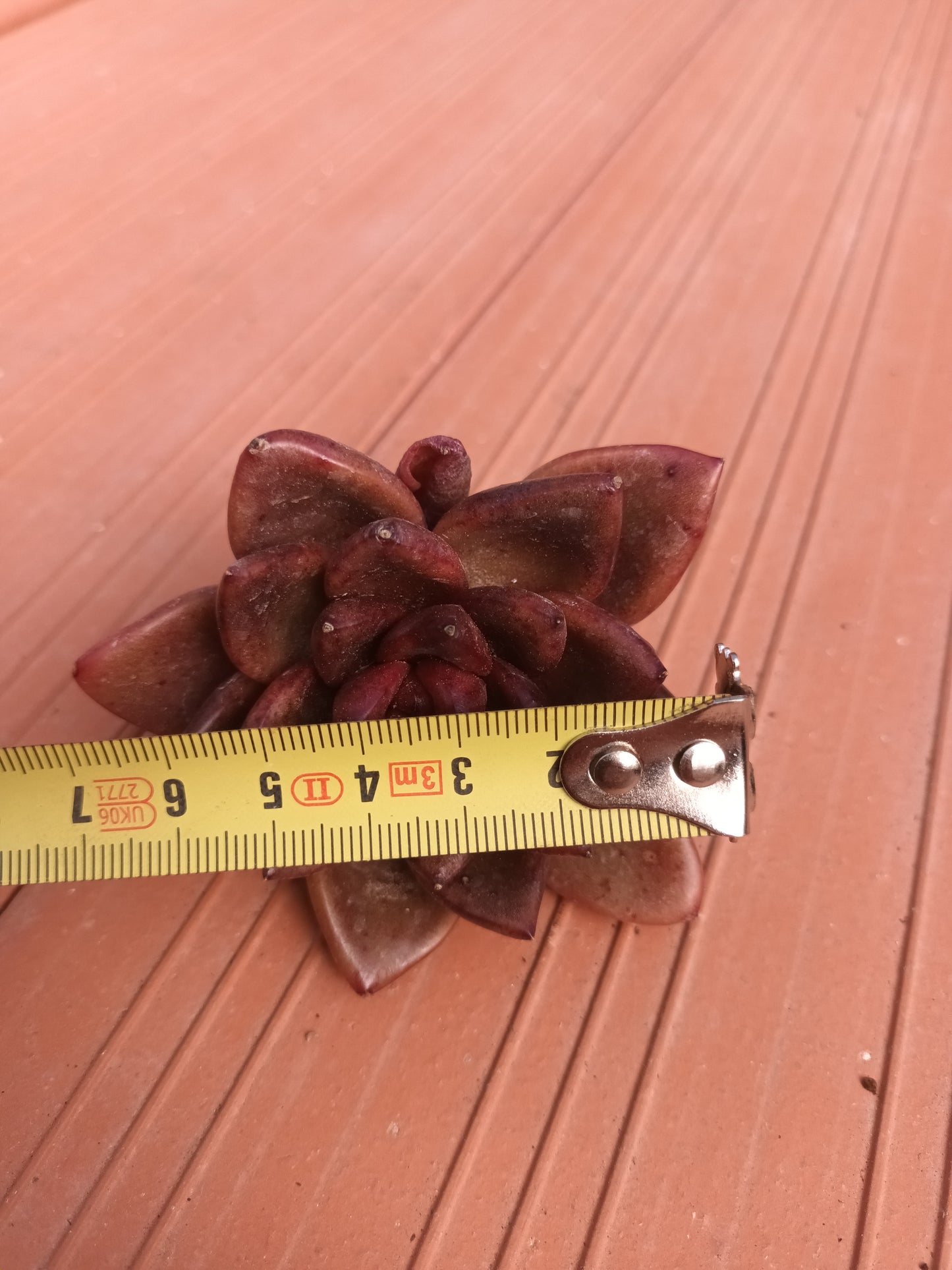Echeveria 'Nike'