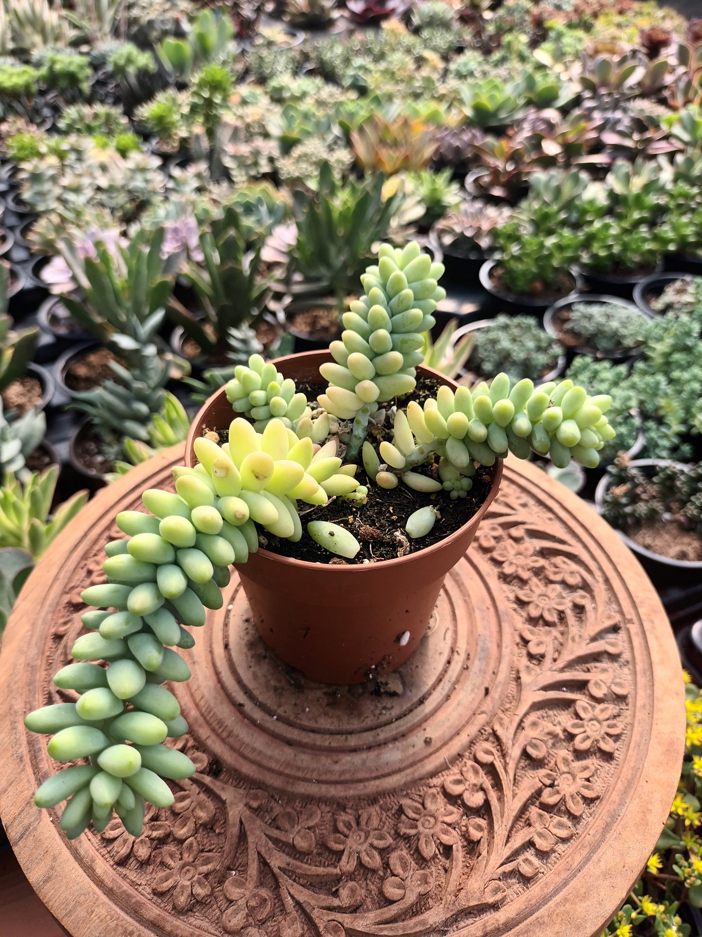 Sedum burrito
