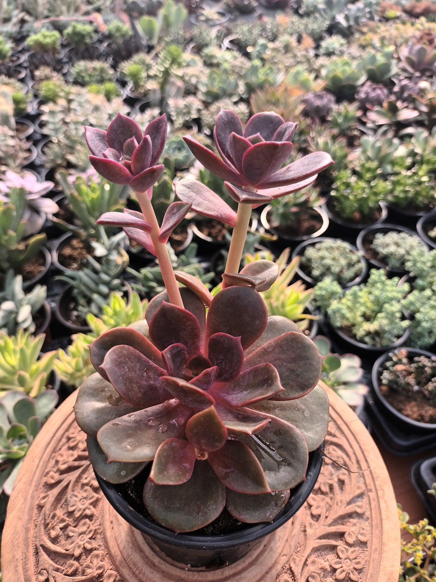Echeveria agavoides mont