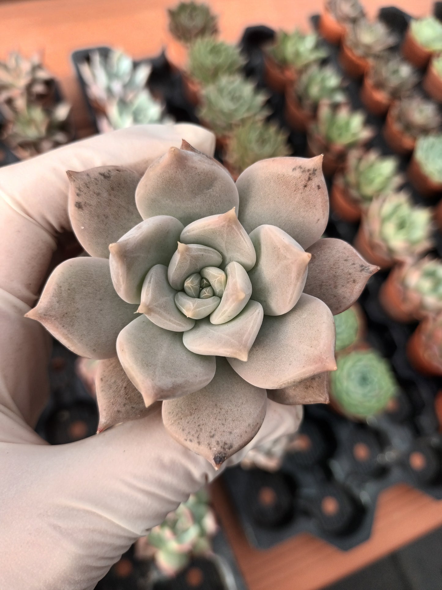 Echeveria Juliana