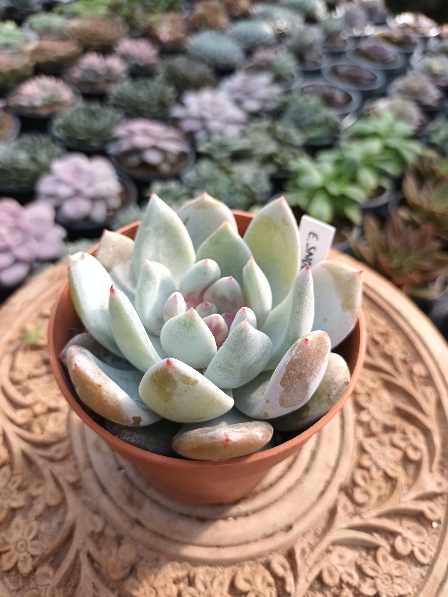 Echeveria Snow Angel