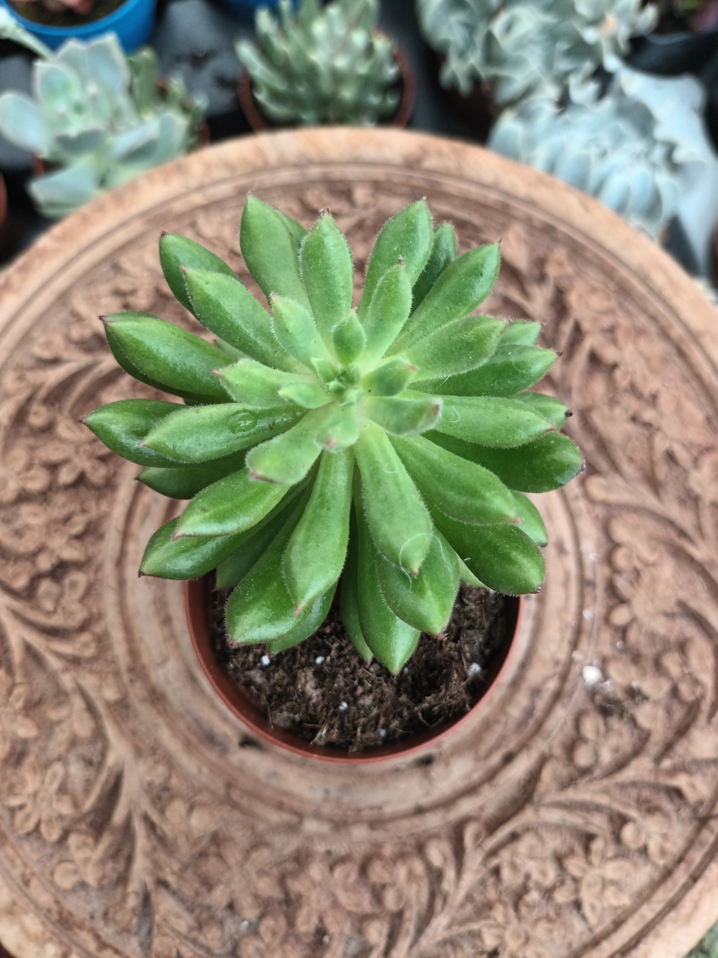 Echeveria Spruce Oliver