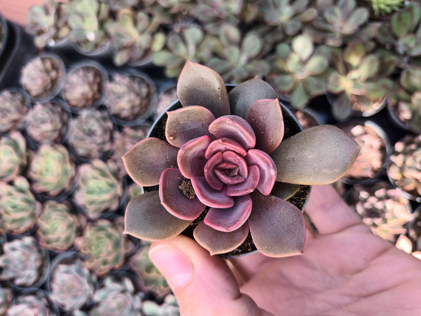 Echeveria nina