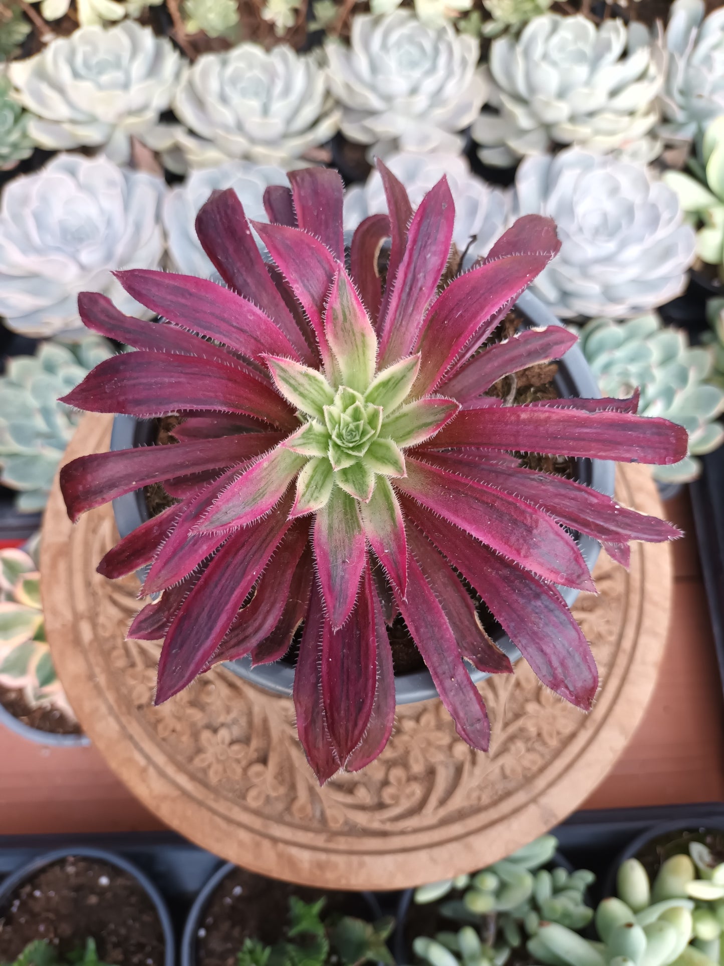 Aeonium Firecraker variegata