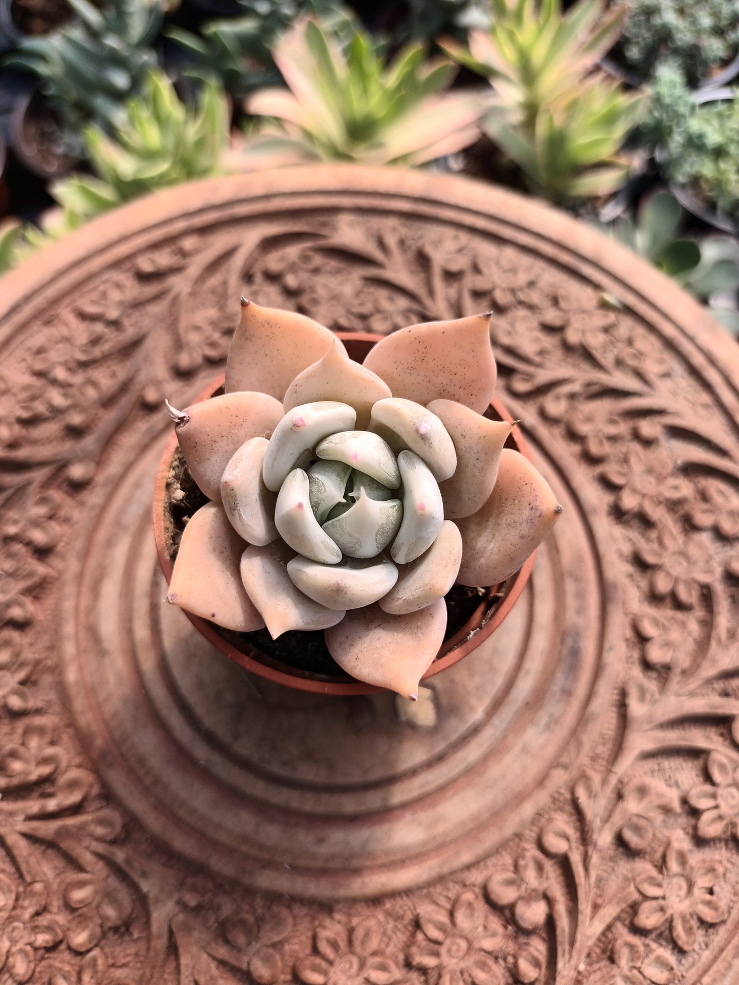 Echeveria Juliana