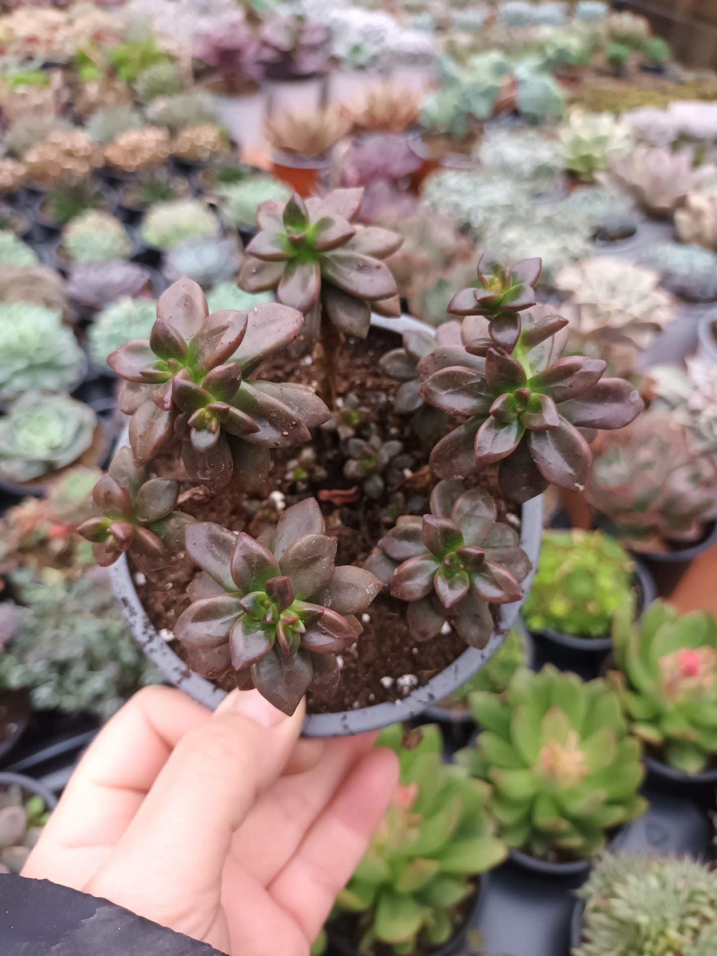 Echeveria compressicaulis