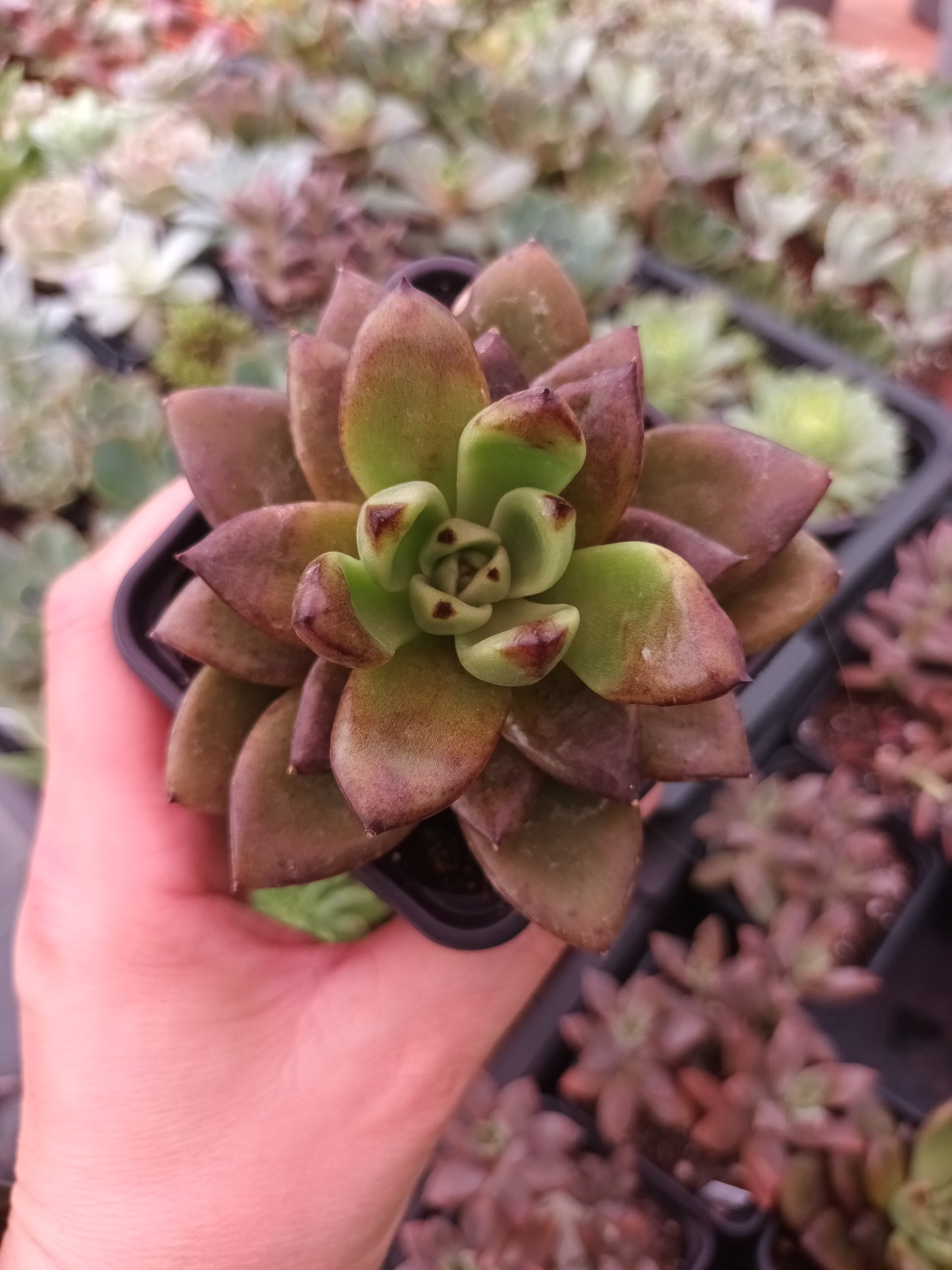 Echeveria 'Nike'