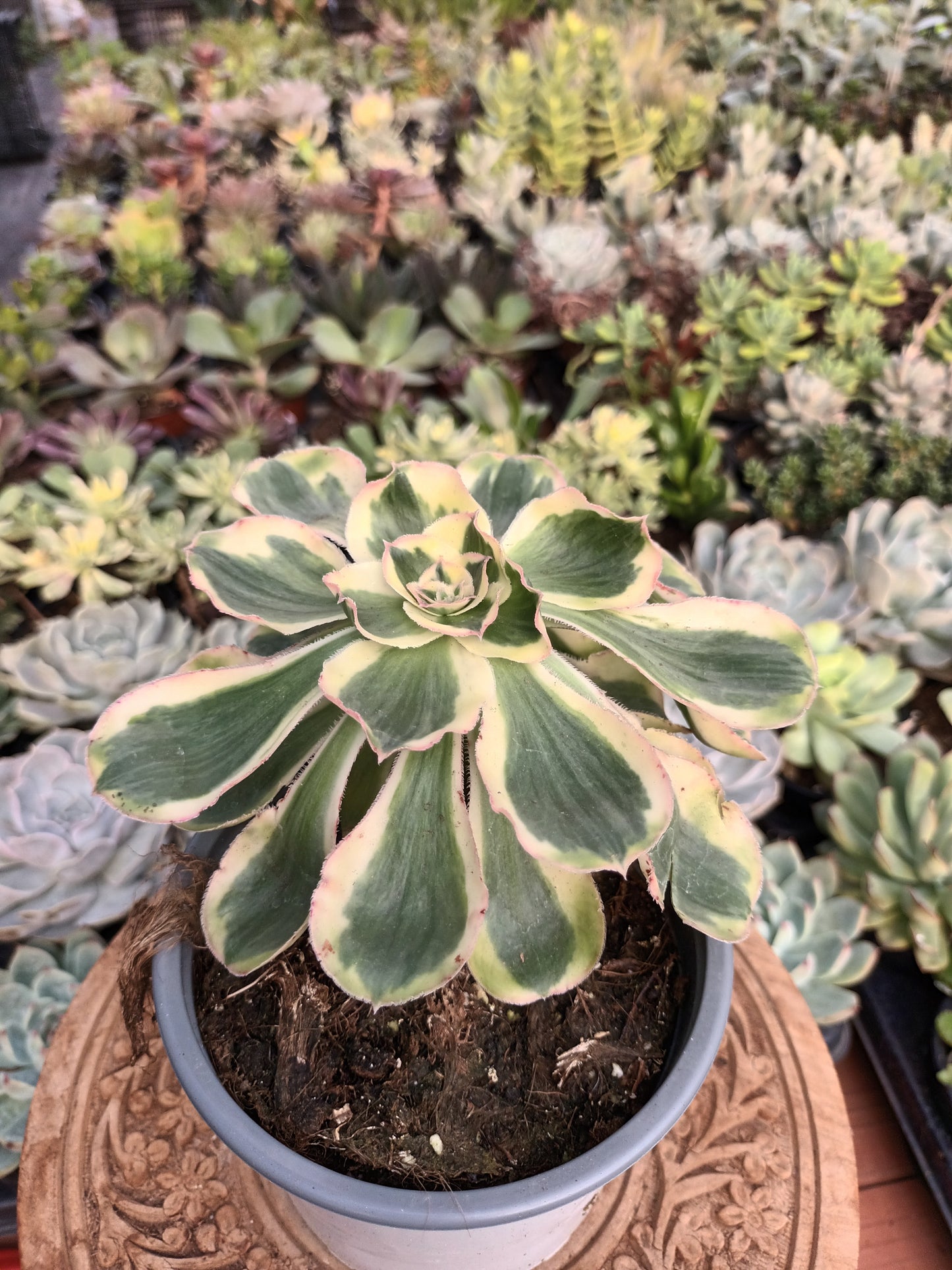 Aeonium zeus o Aeonium zuse