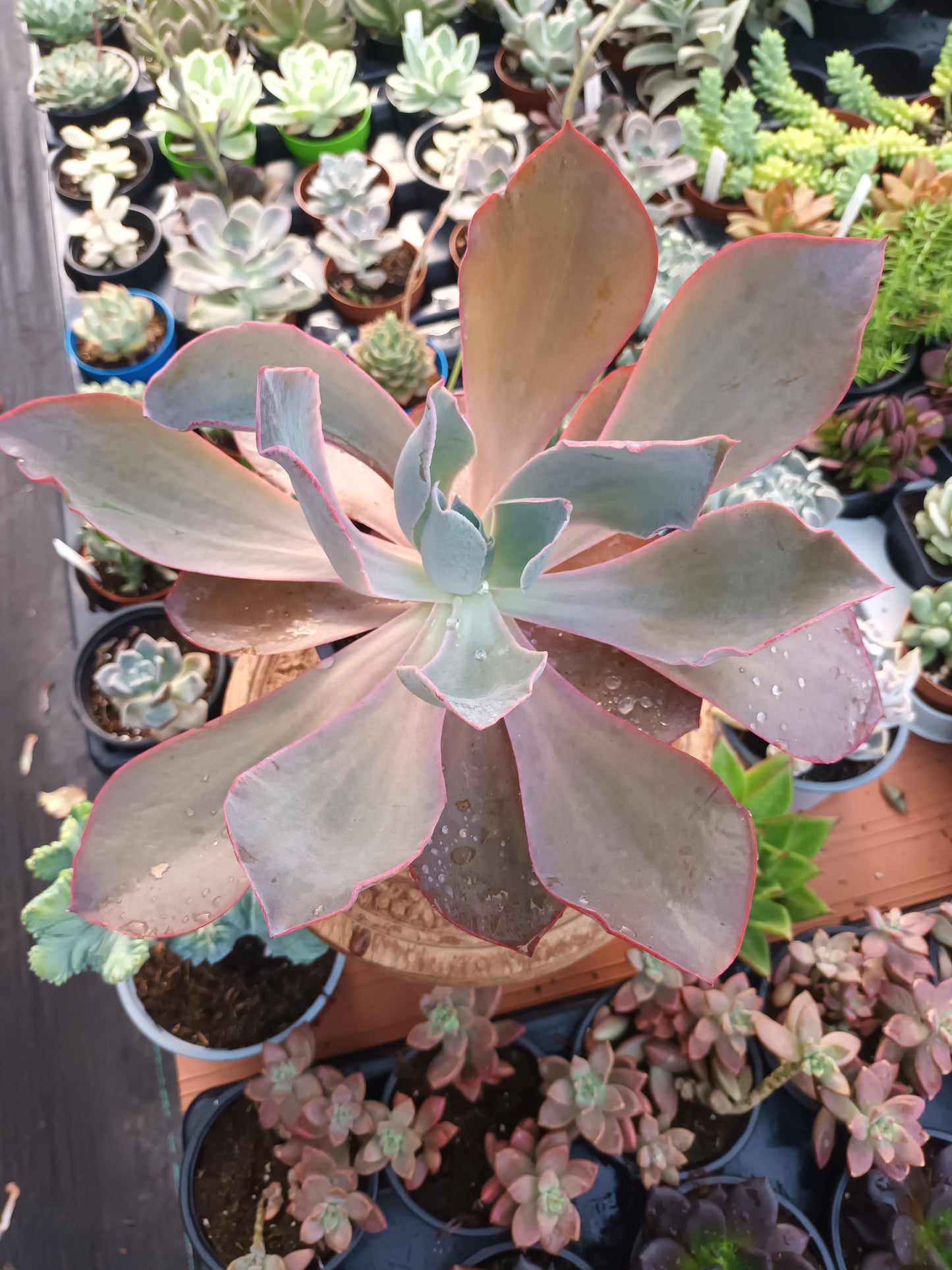 Echeveria afterglow