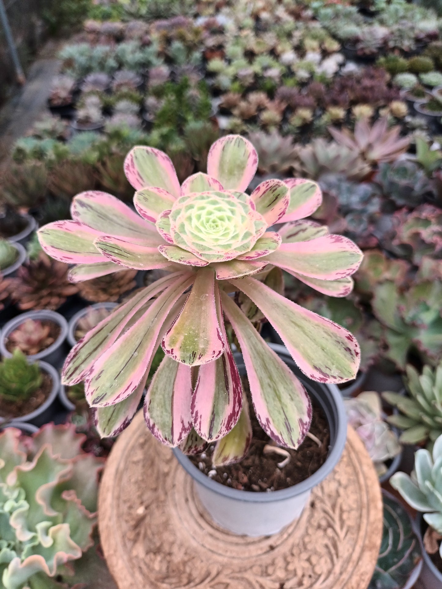 Aeonium rubrolineatum variegata