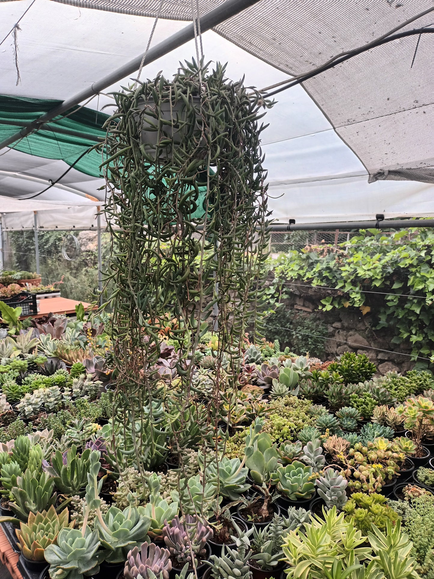Senecio radicans