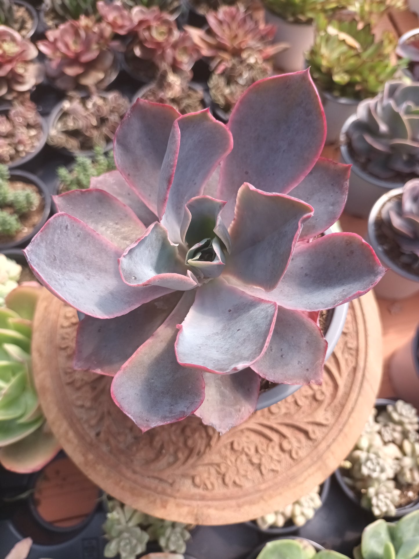 Echeveria afterglow