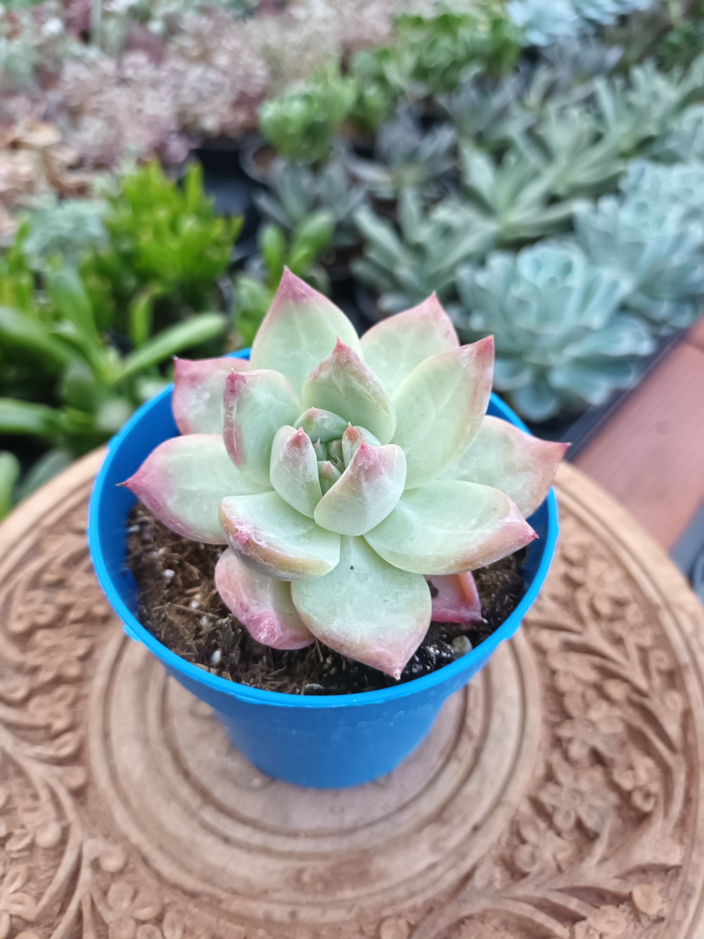 Echeveria agavoides 'Romeo' hybrida