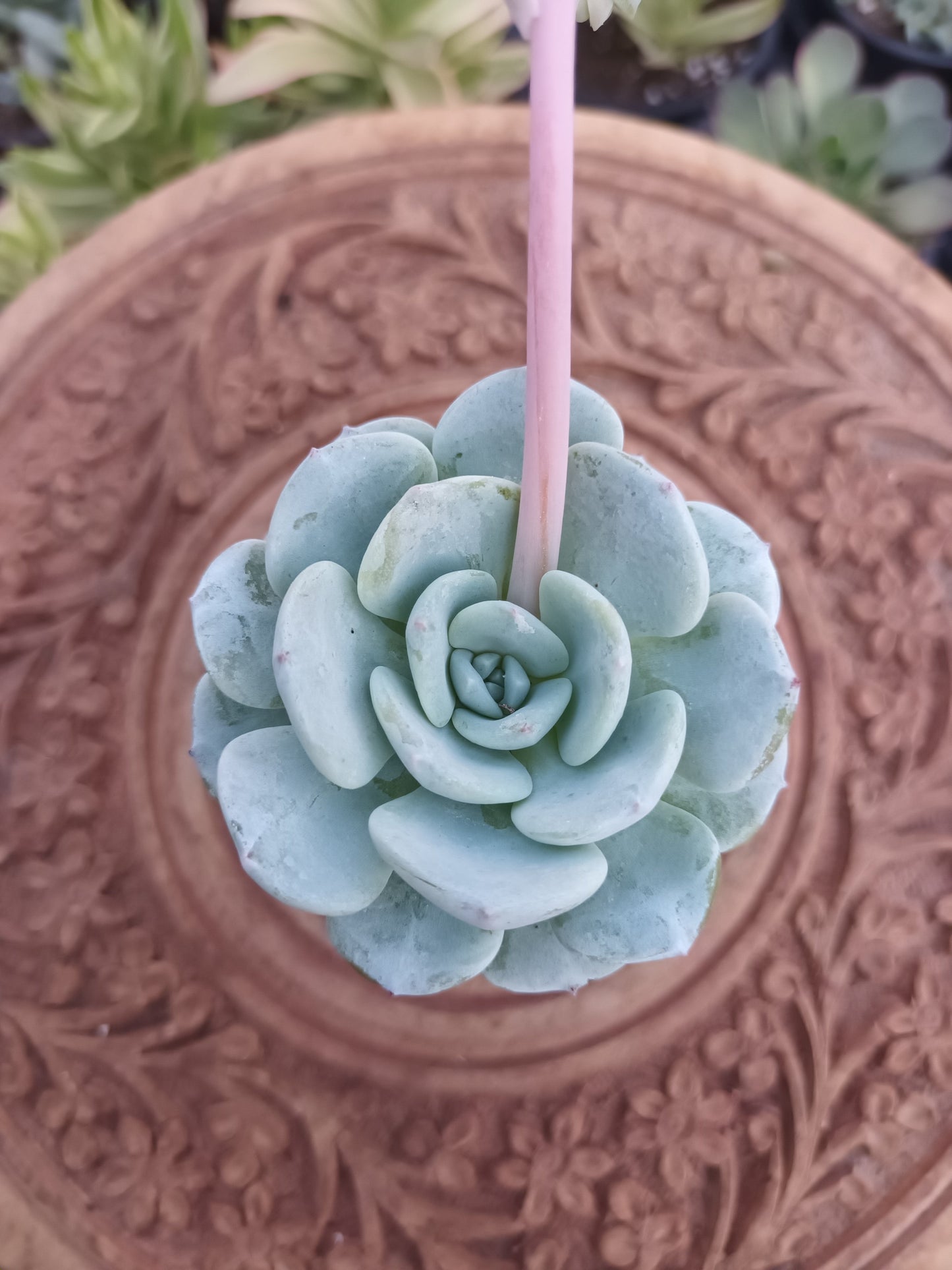 Echeveria 'montblanc'