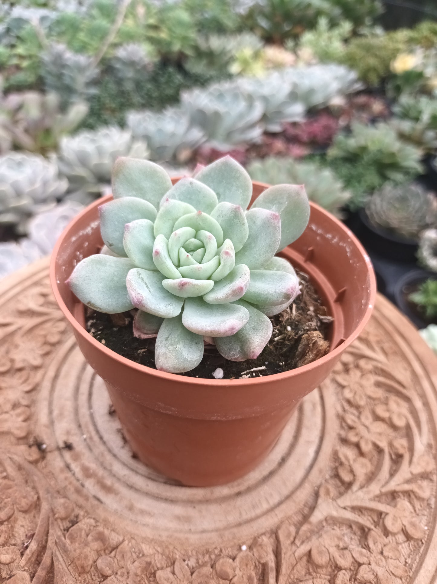 Echeveria 'montblanc'