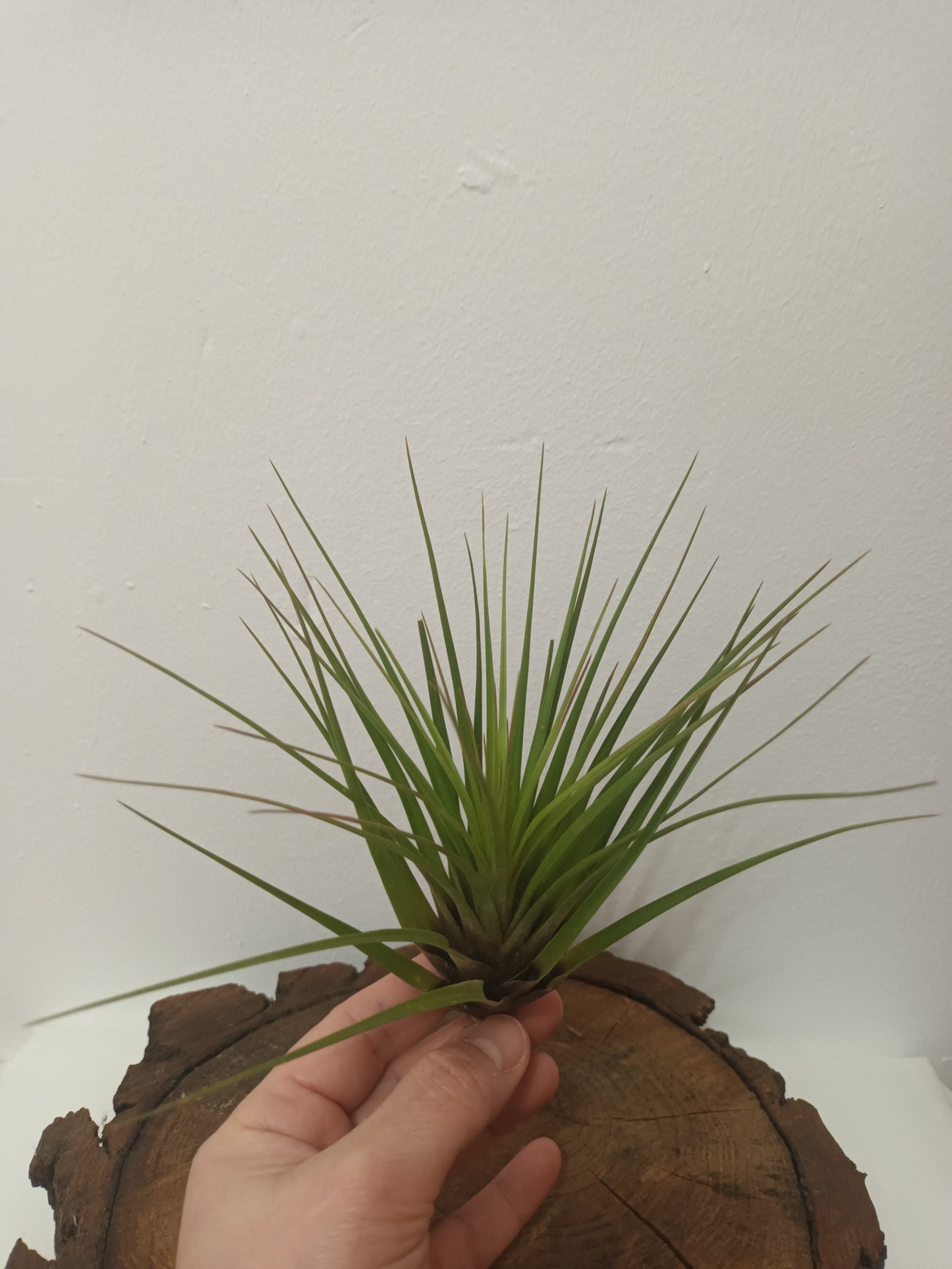 Tillandsia tricolor