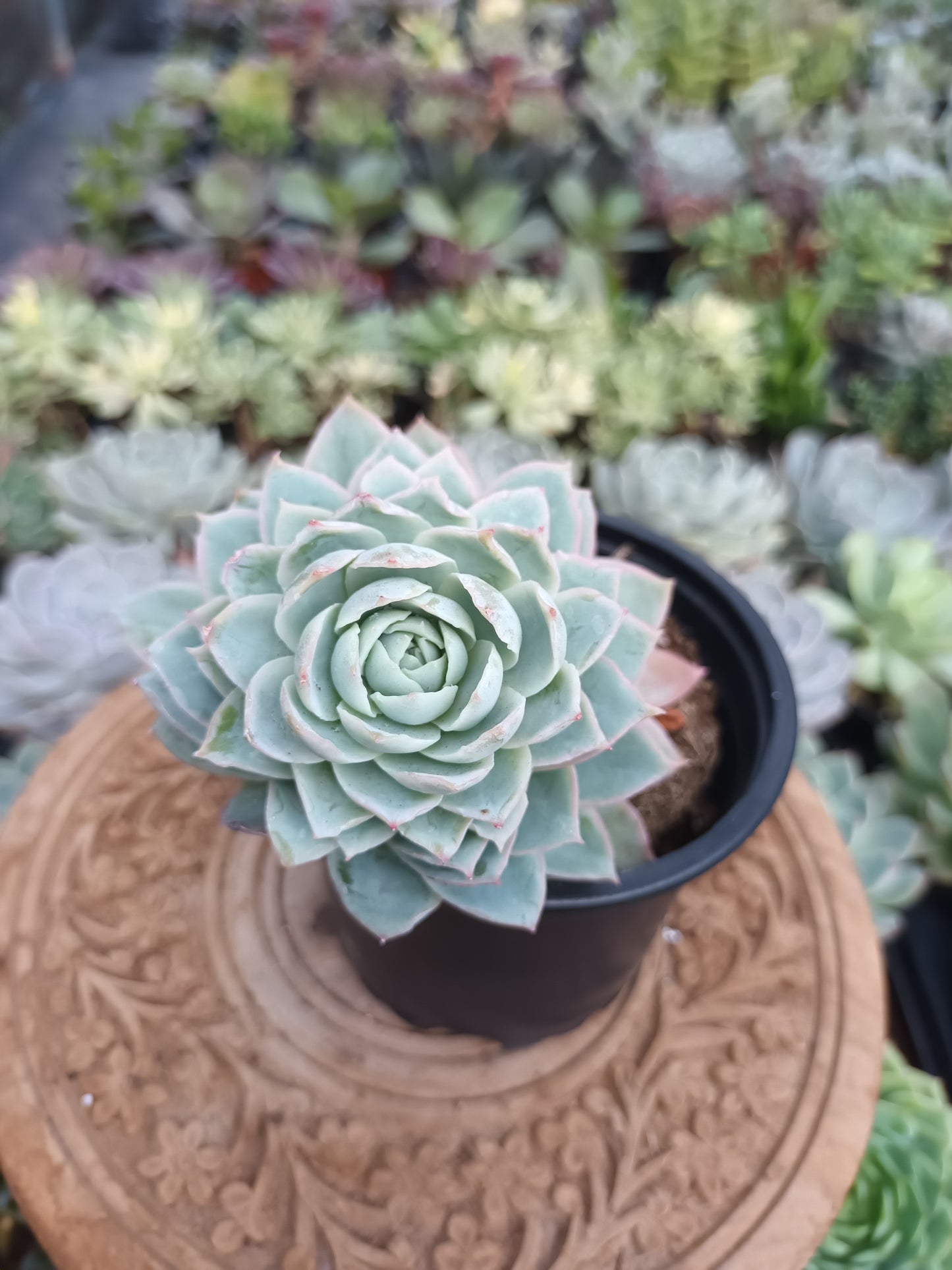 Echeveria 'Boeil Rose'