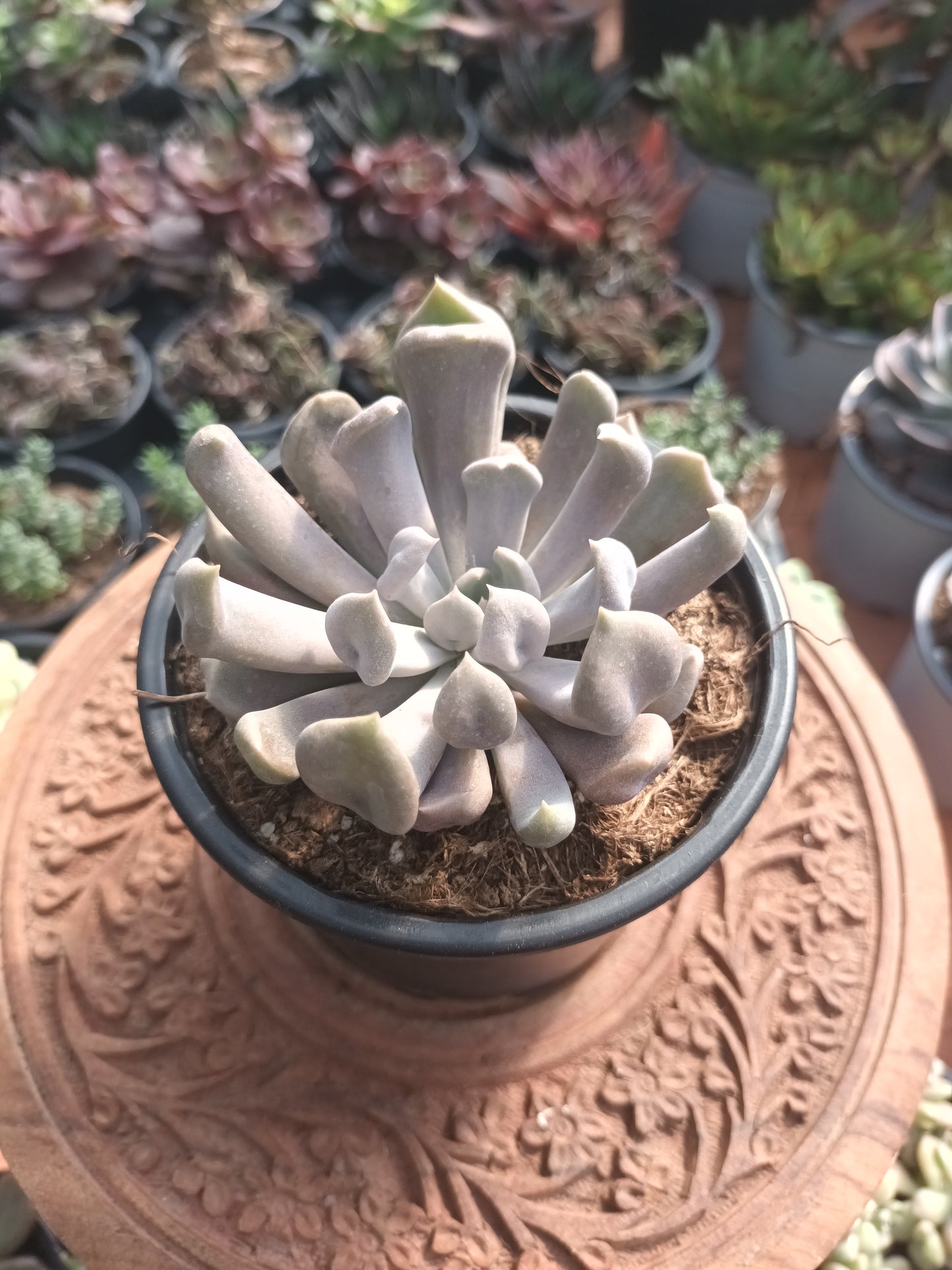 X Graptoveria 'Cupido'